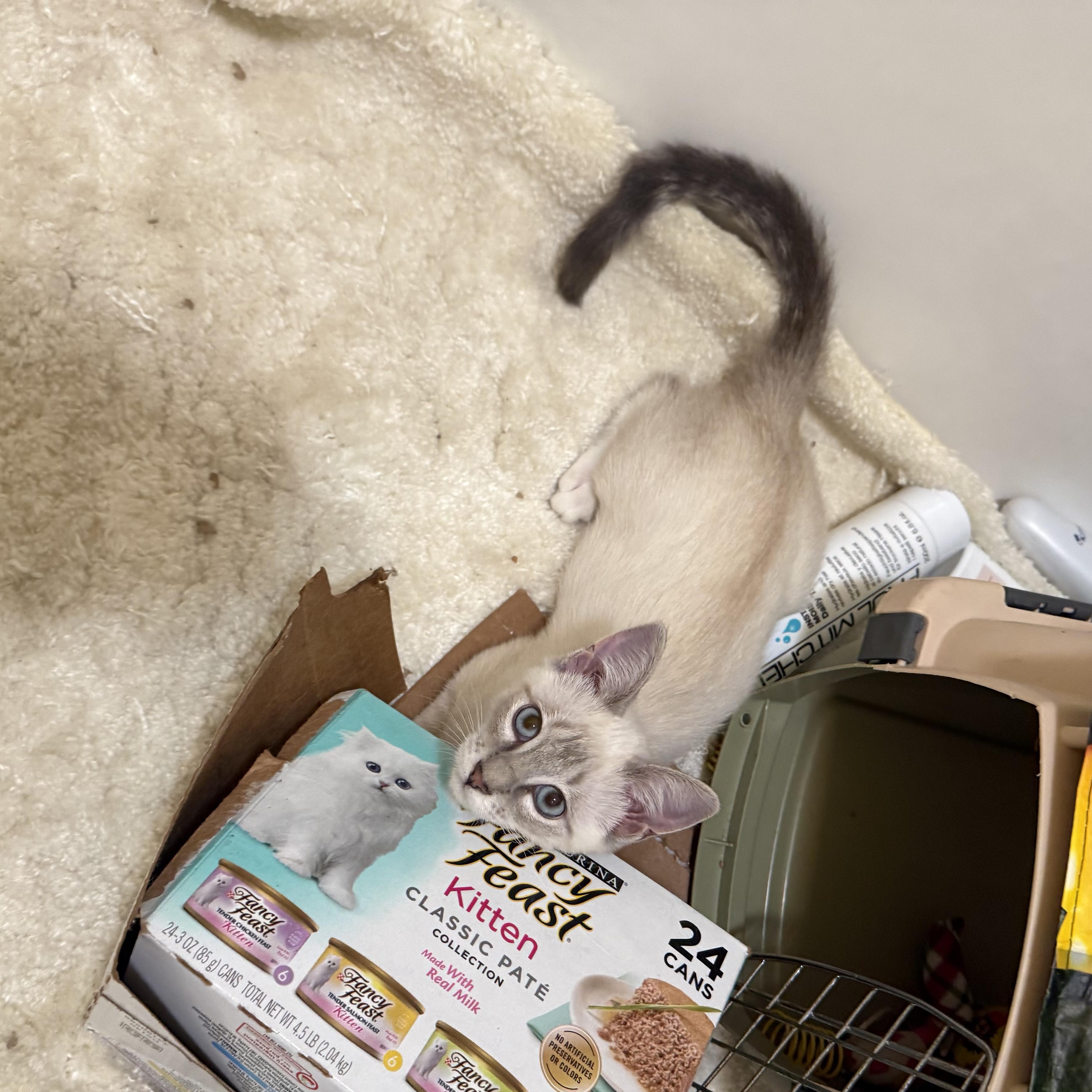 Nila, an adopted Siamese in Santa Ana, CA image 5/6