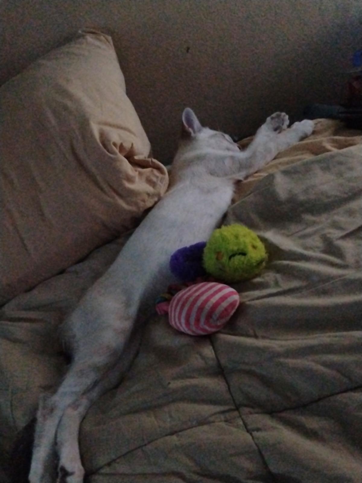 Nila, an adopted Siamese in Santa Ana, CA image 6/6