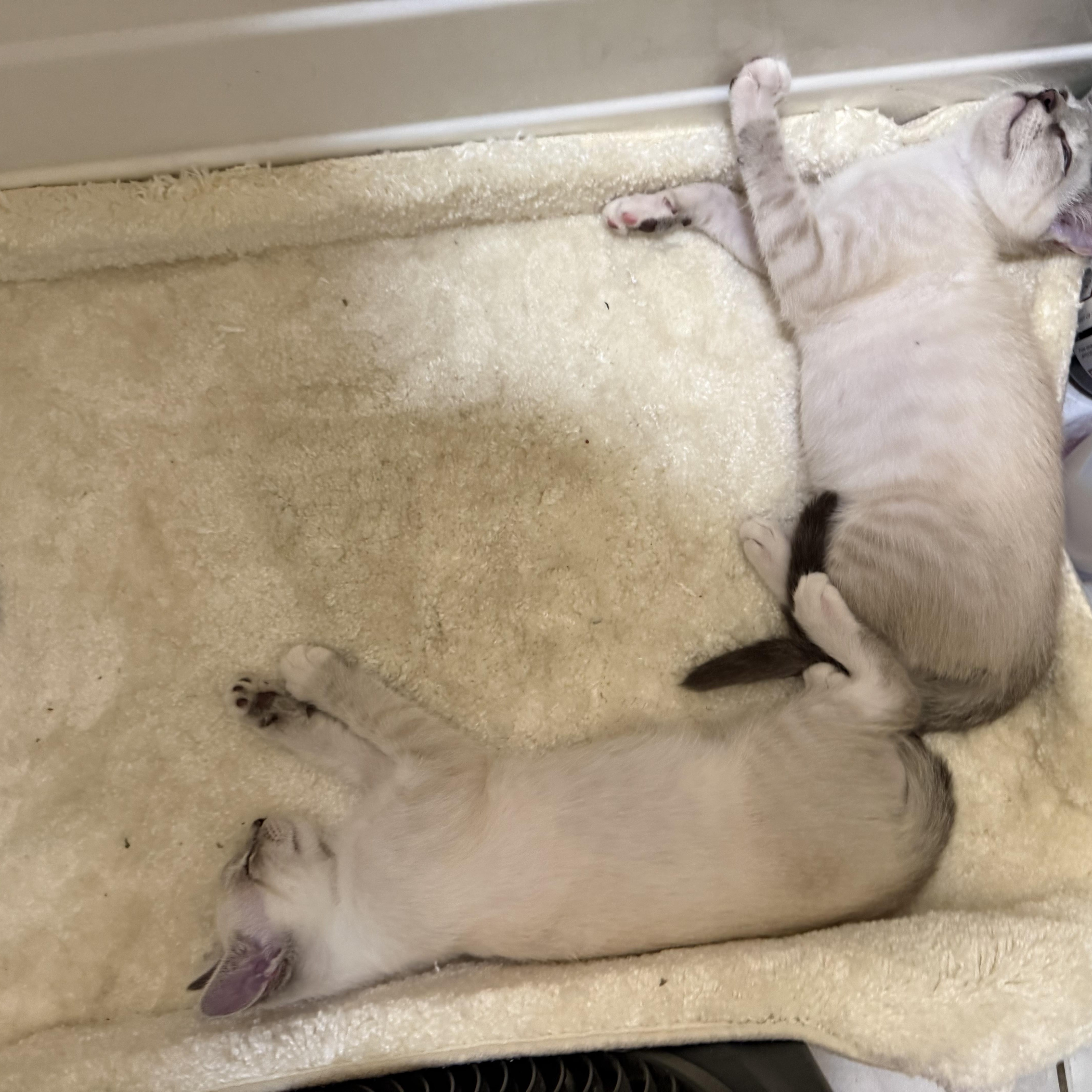 Nila, an adopted Siamese in Santa Ana, CA image 3/6