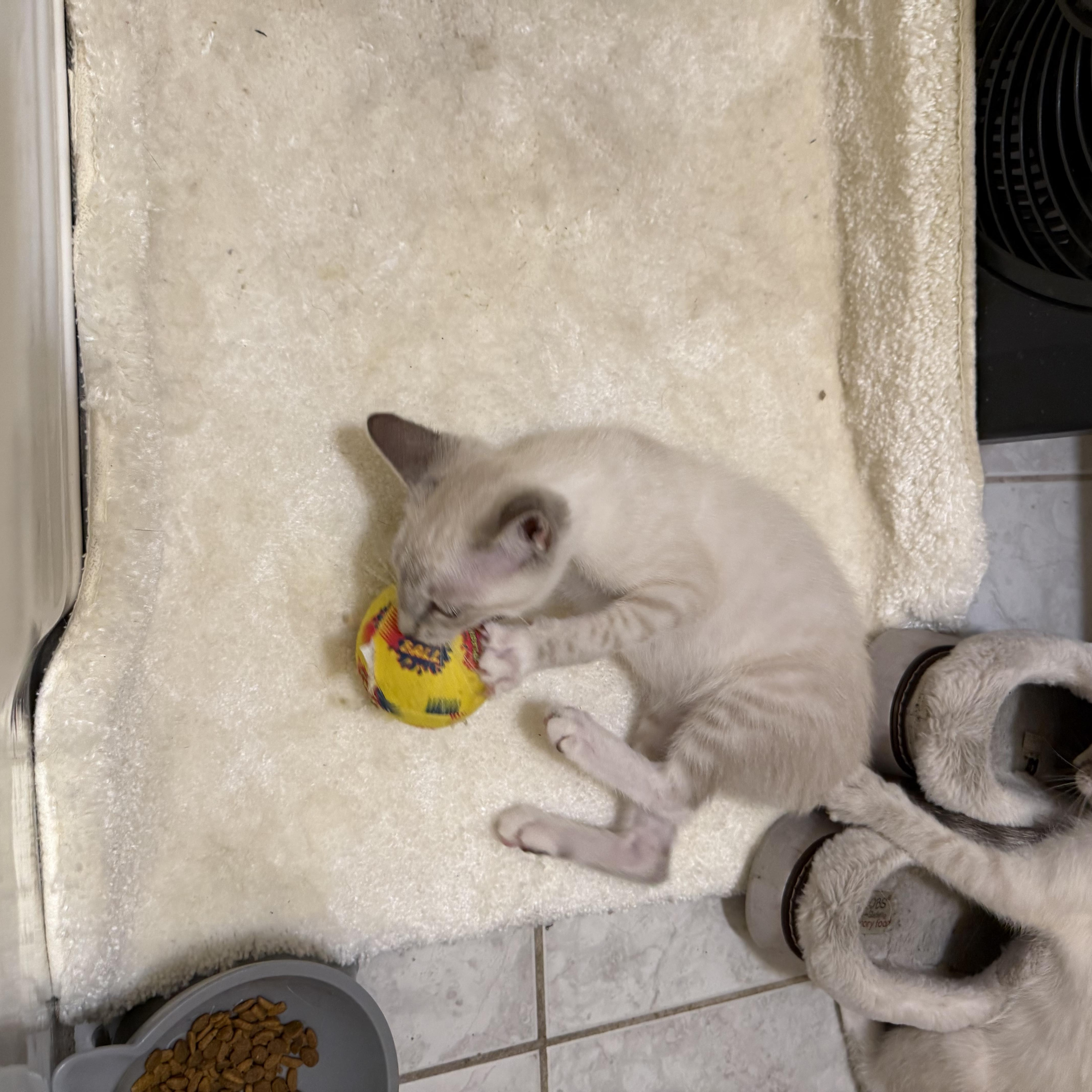 Nila, an adopted Siamese in Santa Ana, CA image 2/6