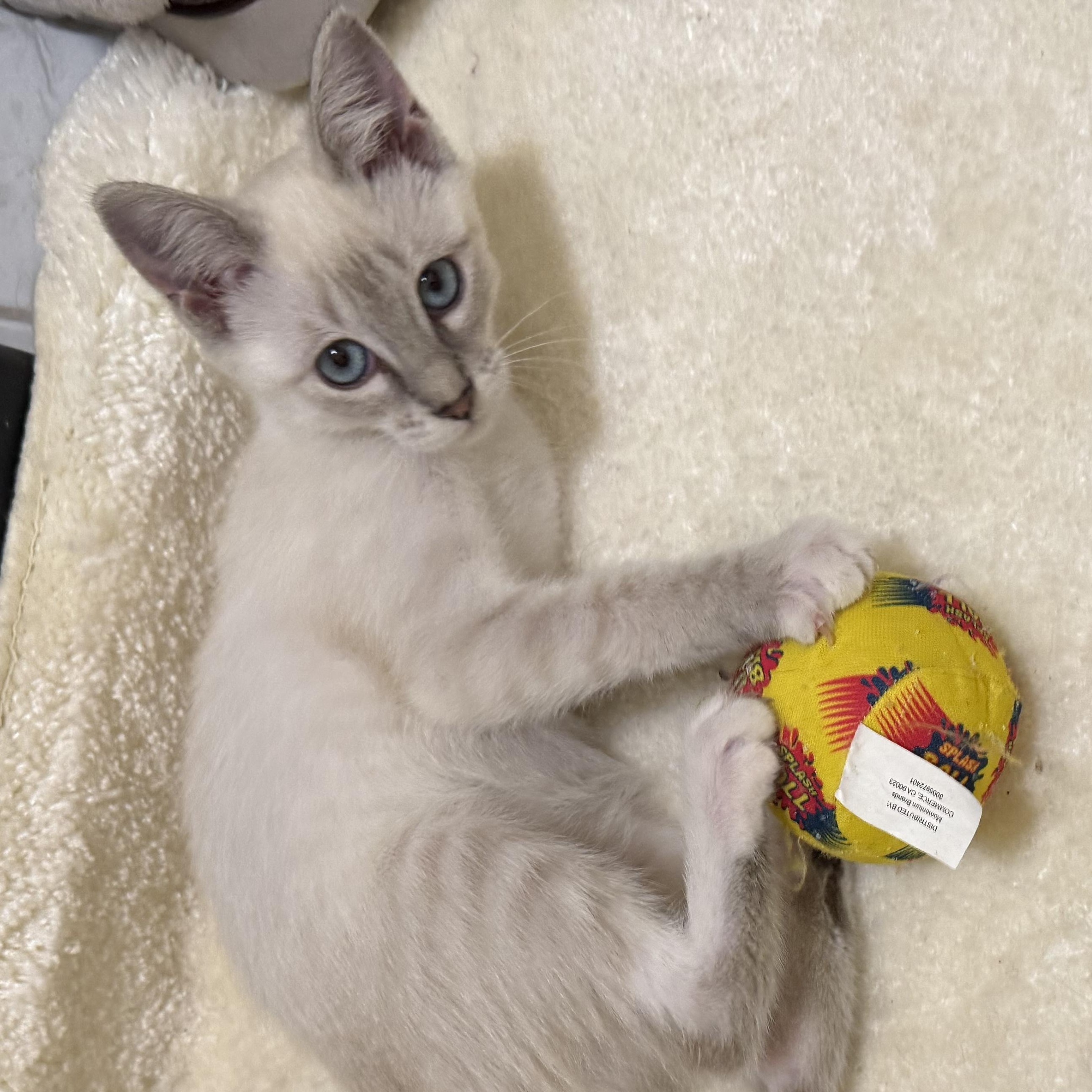 Nila, adopted, Kitten Female Siamese.