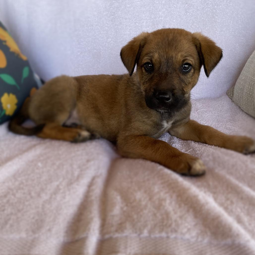 Enlarge Charles, a Adoptable Shepherd in Tucson, AZ image 1/1