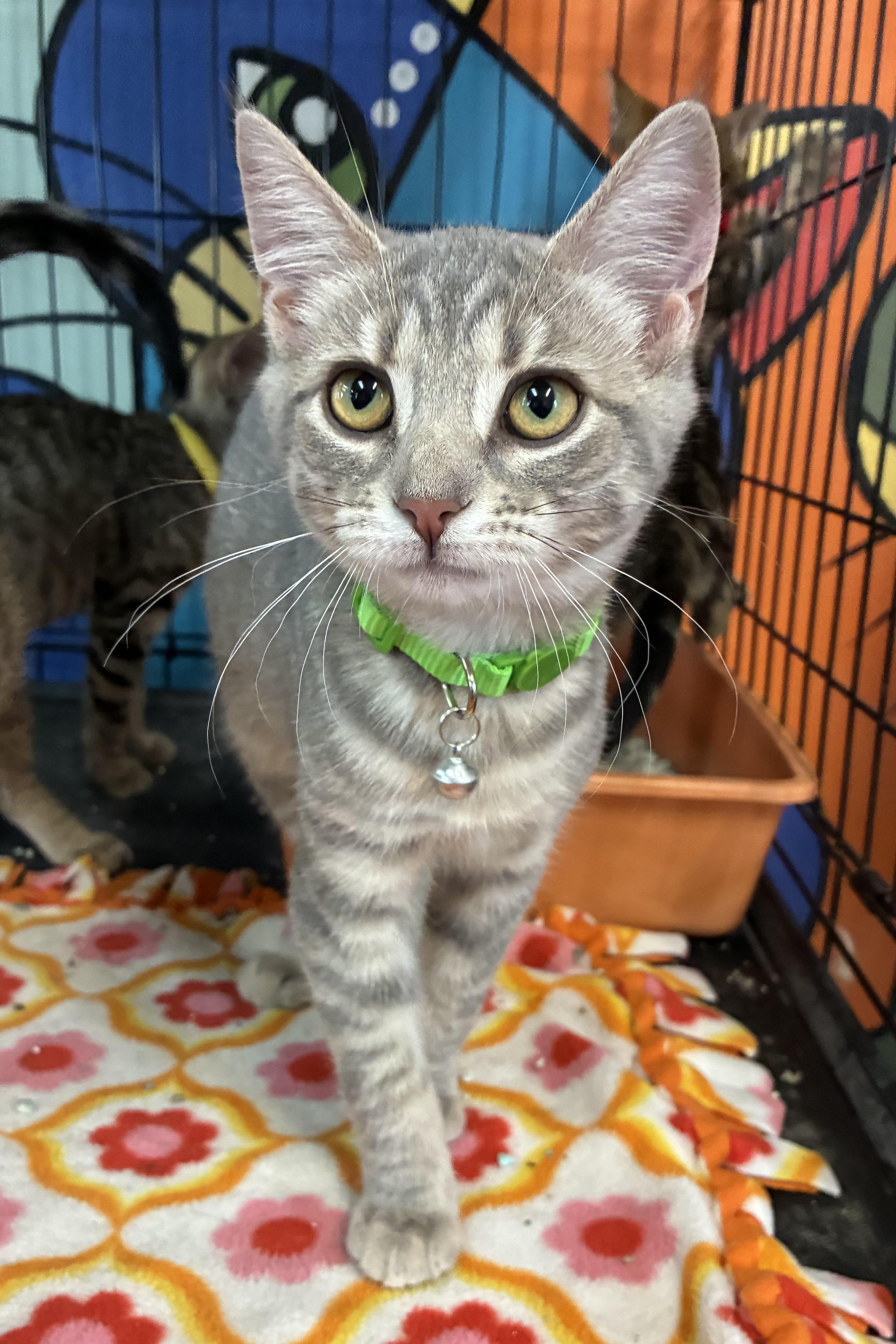 Enlarge Clover, a ADOPTABLE Domestic Short Hair in Breinigsville, PA image 1/4