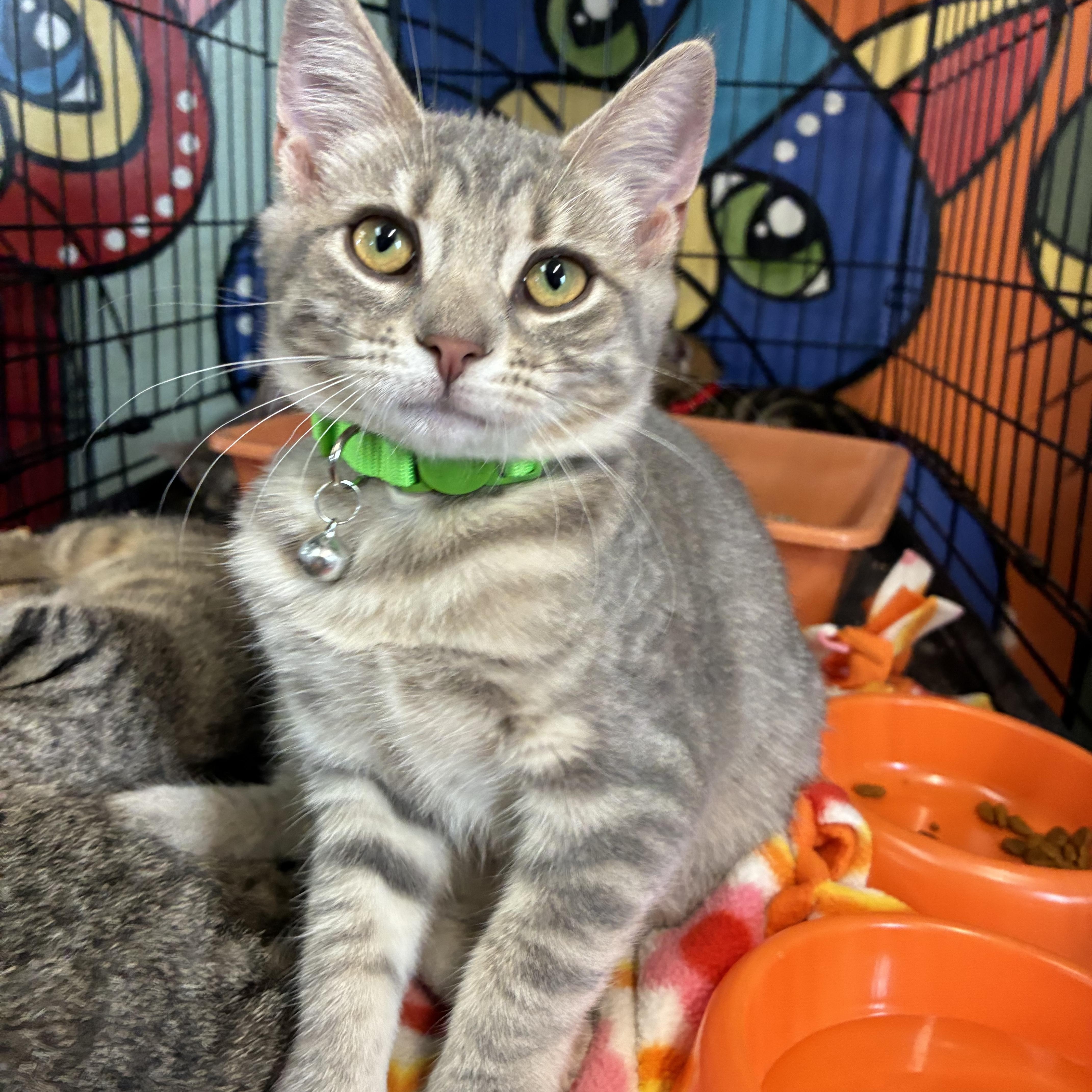 Enlarge Clover, a ADOPTABLE Domestic Short Hair in Breinigsville, PA image 2/4