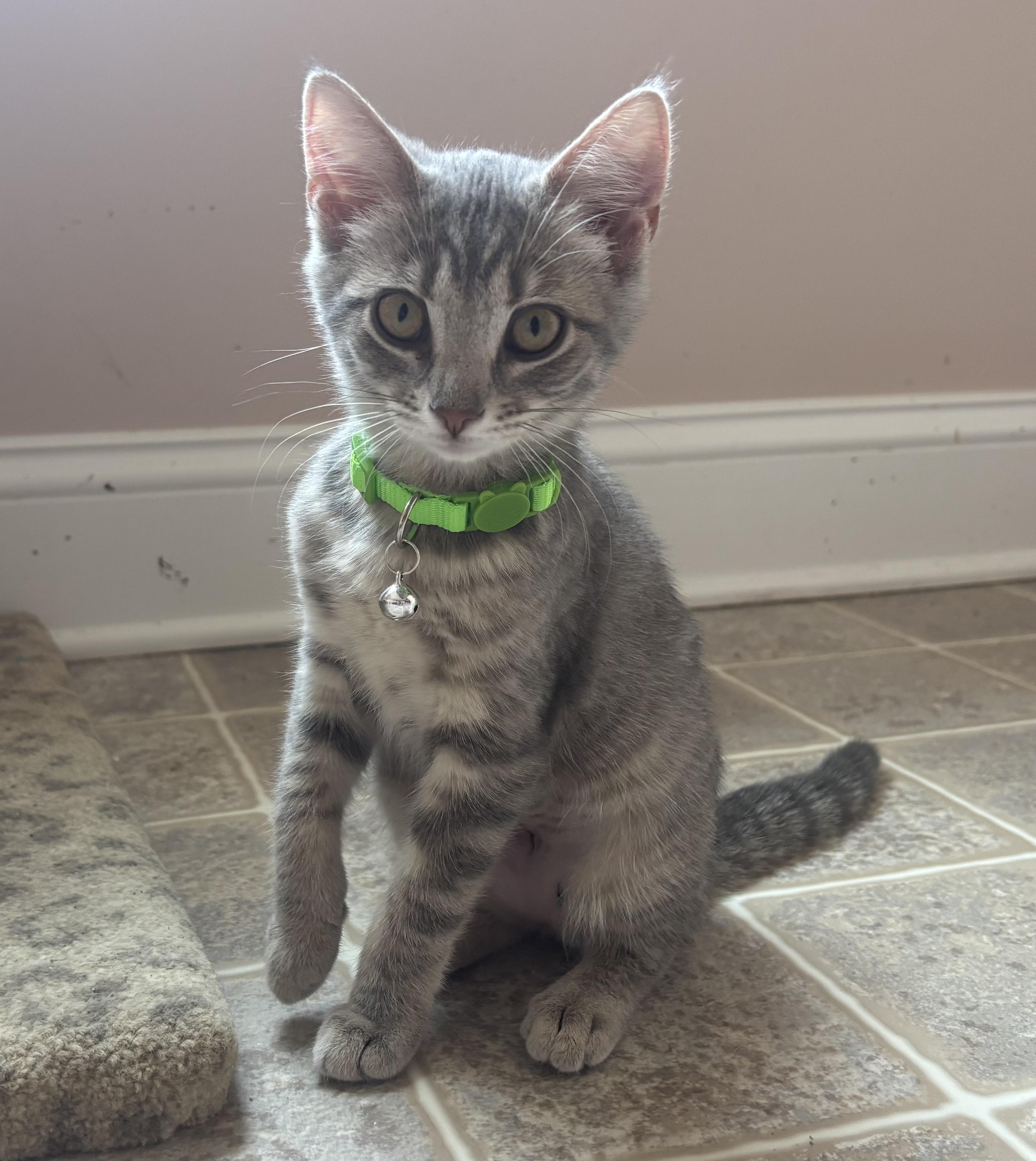Enlarge Clover, a ADOPTABLE Domestic Short Hair in Breinigsville, PA image 1/1