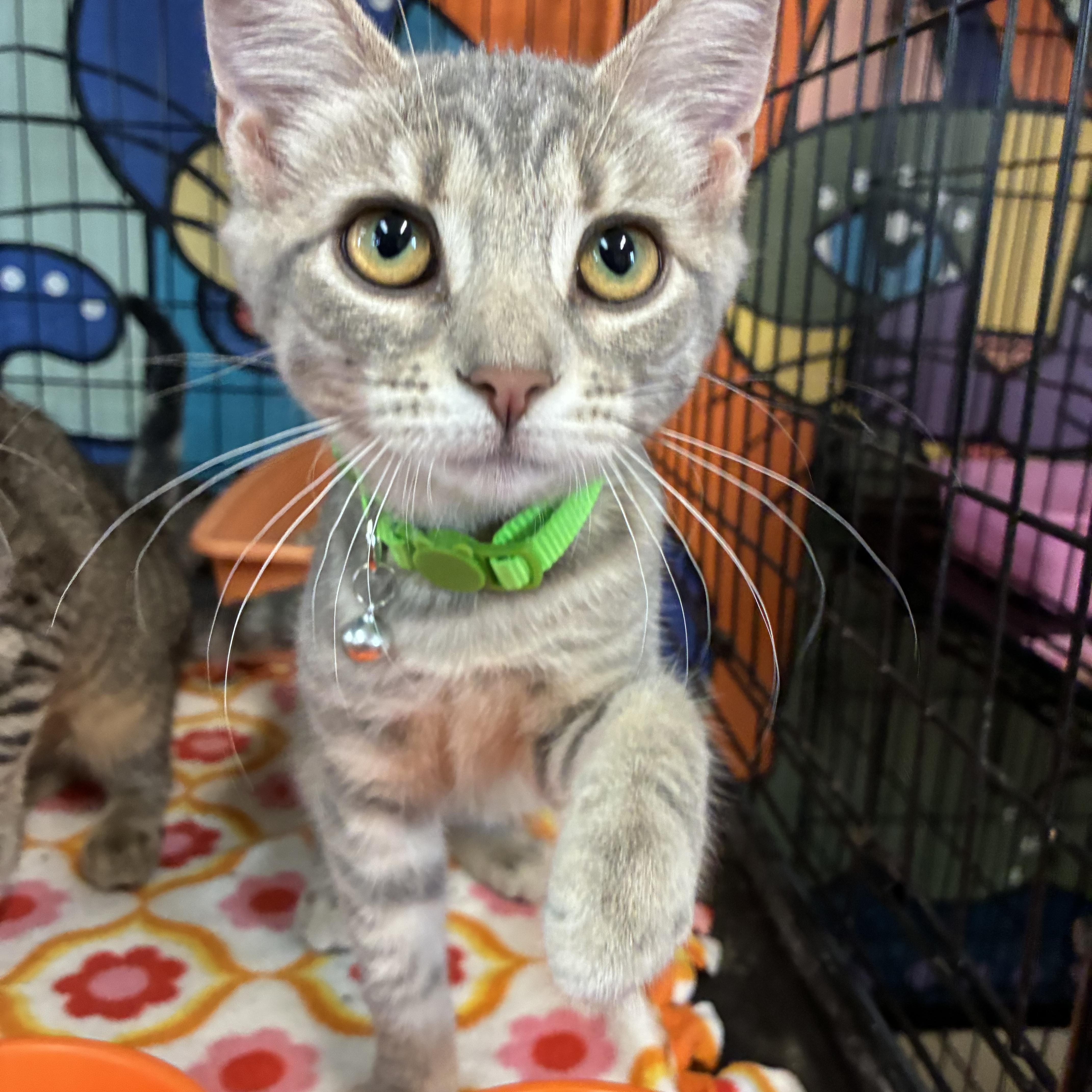 Enlarge Clover, a ADOPTABLE Domestic Short Hair in Breinigsville, PA image 3/4