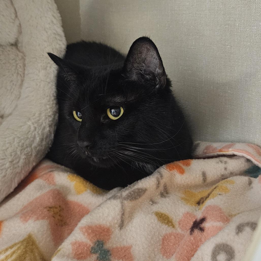 Enlarge Angel, a Adoptable Domestic Short Hair in Conway, NH image 1/4