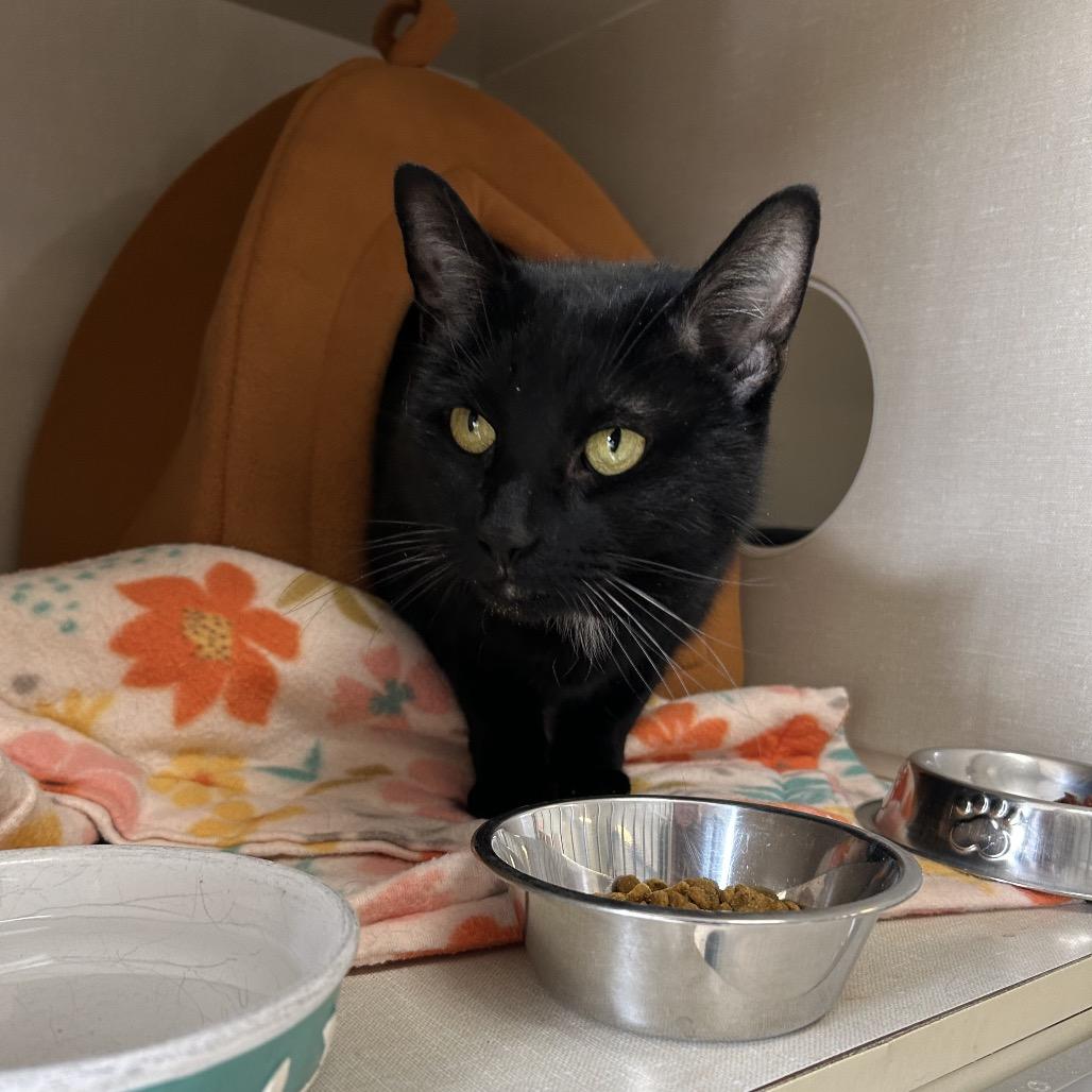 Enlarge Angel, a Adoptable Domestic Short Hair in Conway, NH image 2/4