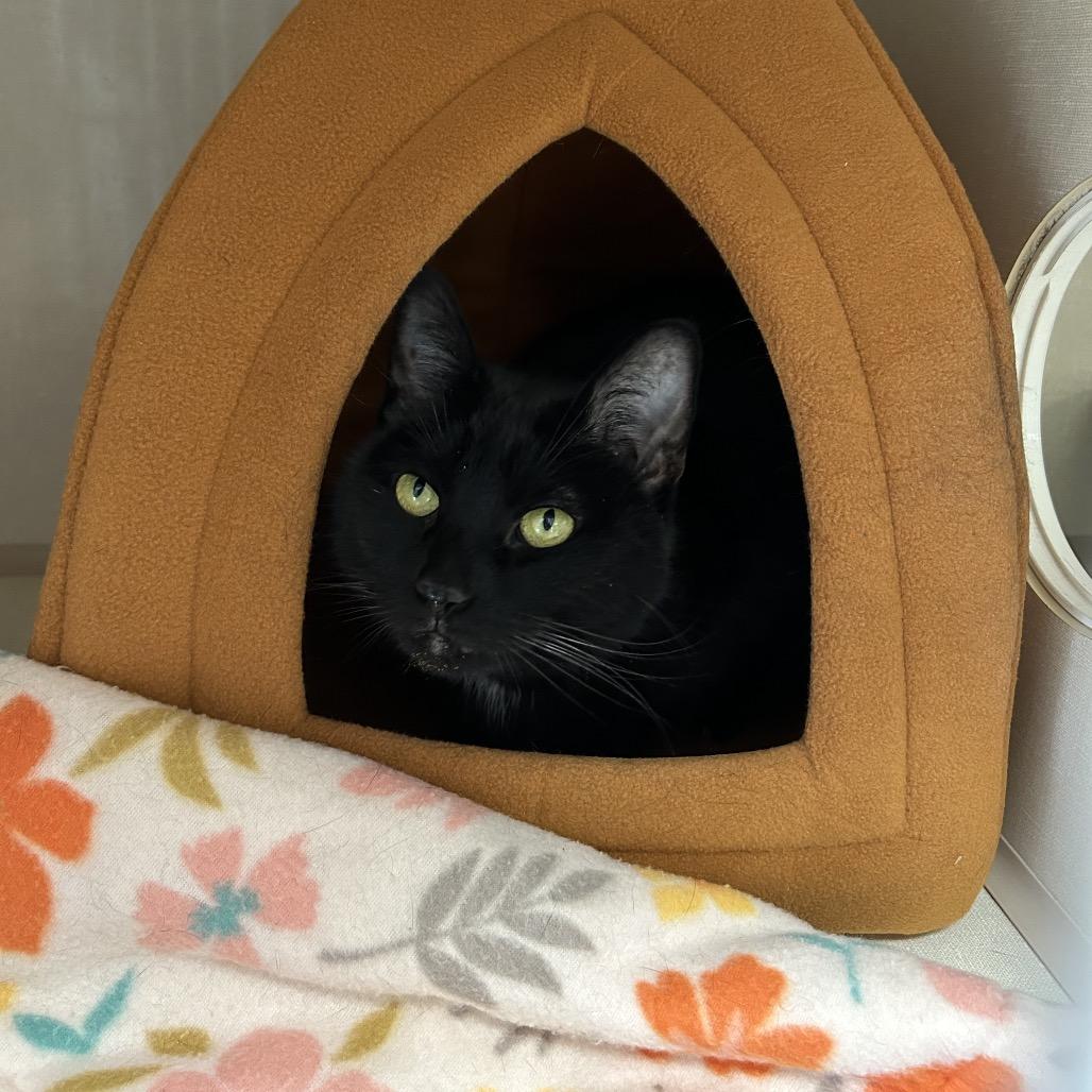 Enlarge Angel, a Adoptable Domestic Short Hair in Conway, NH image 3/4