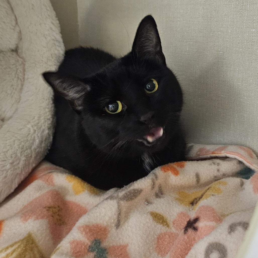 Enlarge Angel, a Adoptable Domestic Short Hair in Conway, NH image 4/4