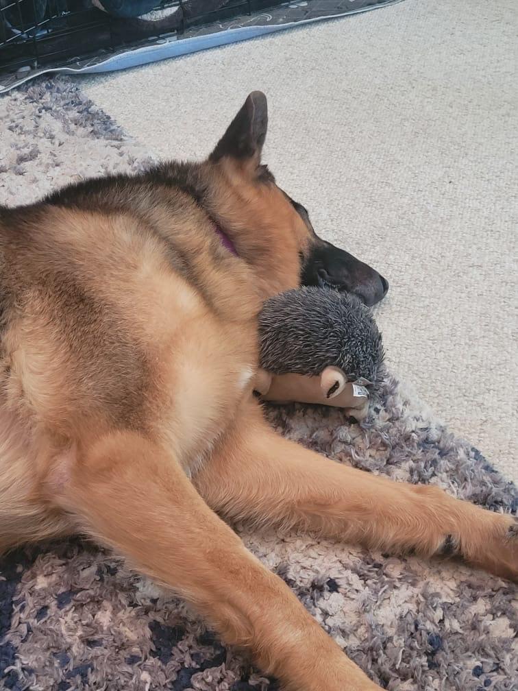 Elijah, a Adoptable German Shepherd Dog in Seahurst, WA image 2/4