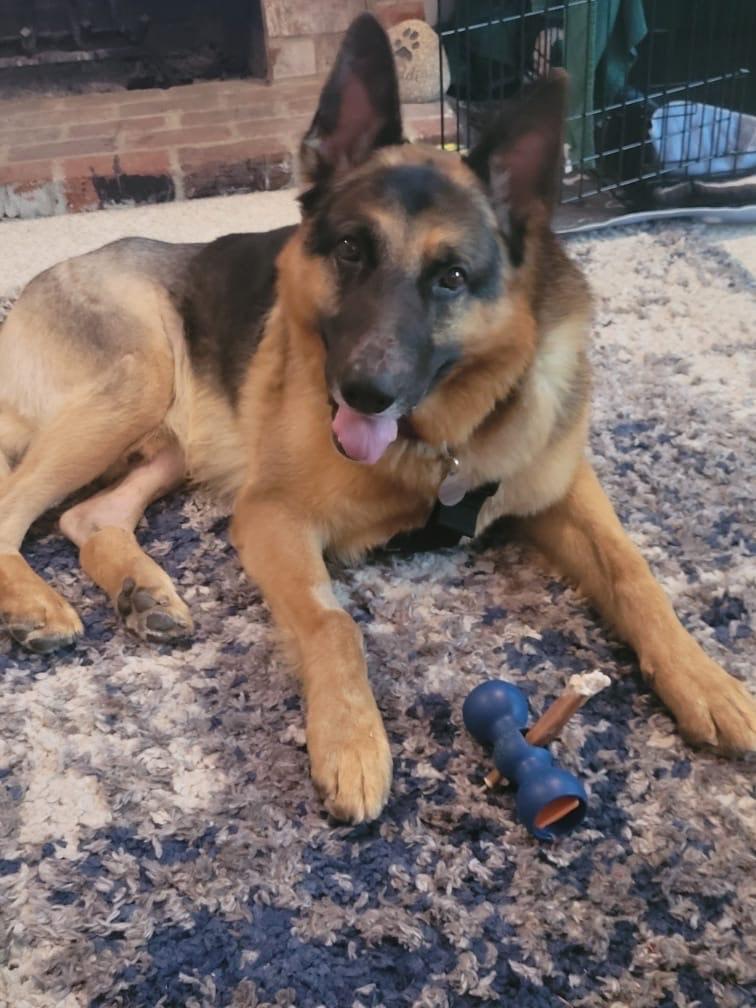 Elijah, a Adoptable German Shepherd Dog in Seahurst, WA image 3/4