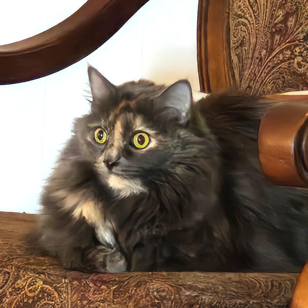 Enlarge *Sunshine, a Adoptable Domestic Long Hair in Huntsville, AL image 2/2