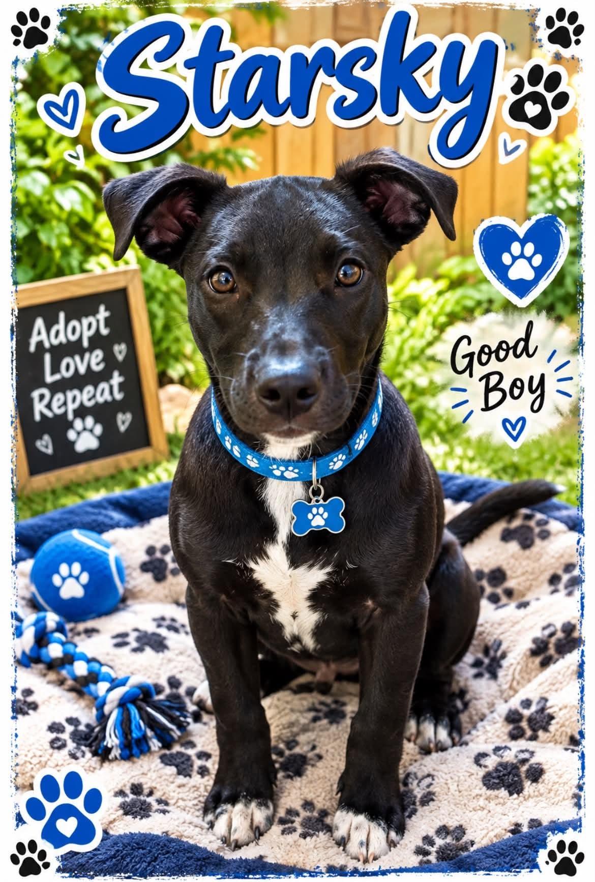 Starsky, Adoptable, Puppy Male Labrador Retriever.