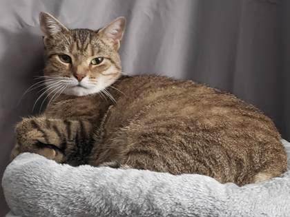 Enlarge Pumpkin, a Adoptable Domestic Short Hair in Reidsville, NC image 1/3