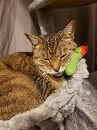 Enlarge Pumpkin, a Adoptable Domestic Short Hair in Reidsville, NC image 2/5