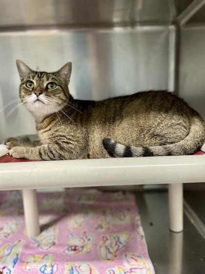 Enlarge Pumpkin, a Adoptable Domestic Short Hair in Reidsville, NC image 2/3