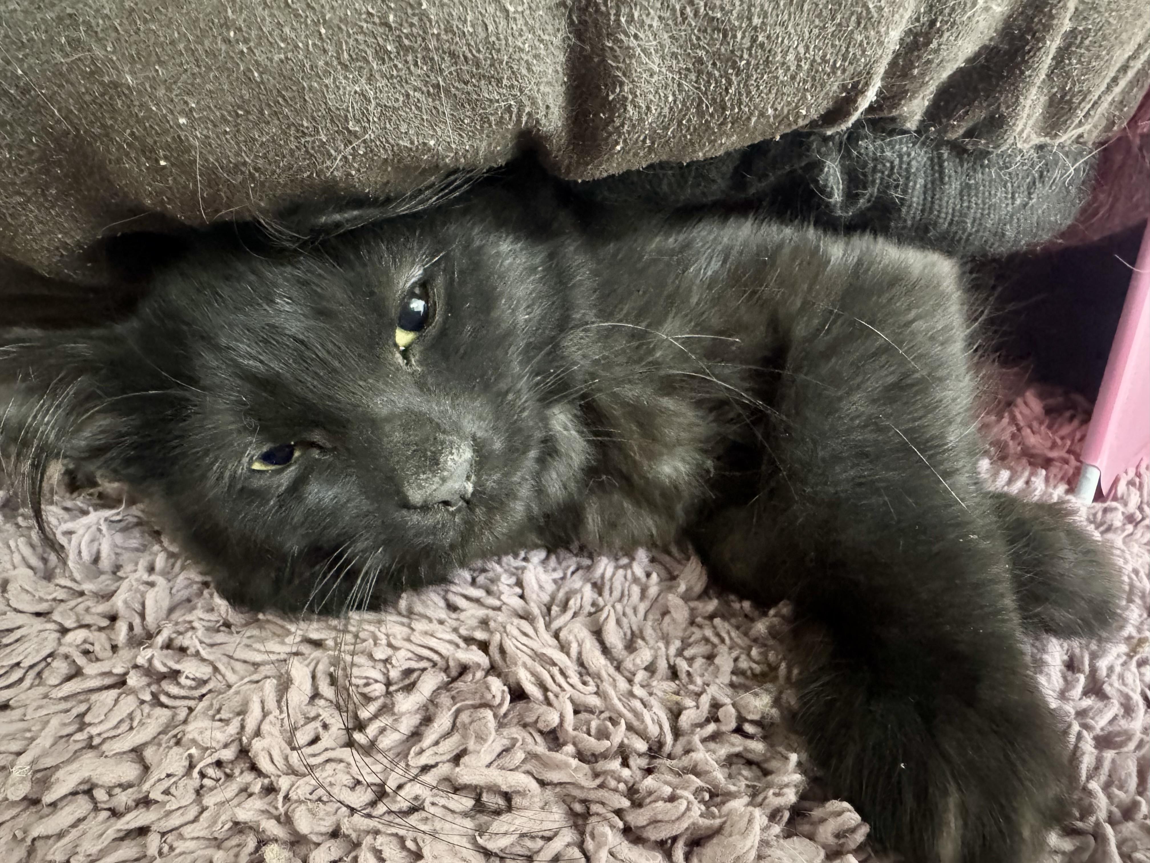 Enlarge Aurora, a Adoptable Domestic Short Hair in Wasilla, AK image 1/1