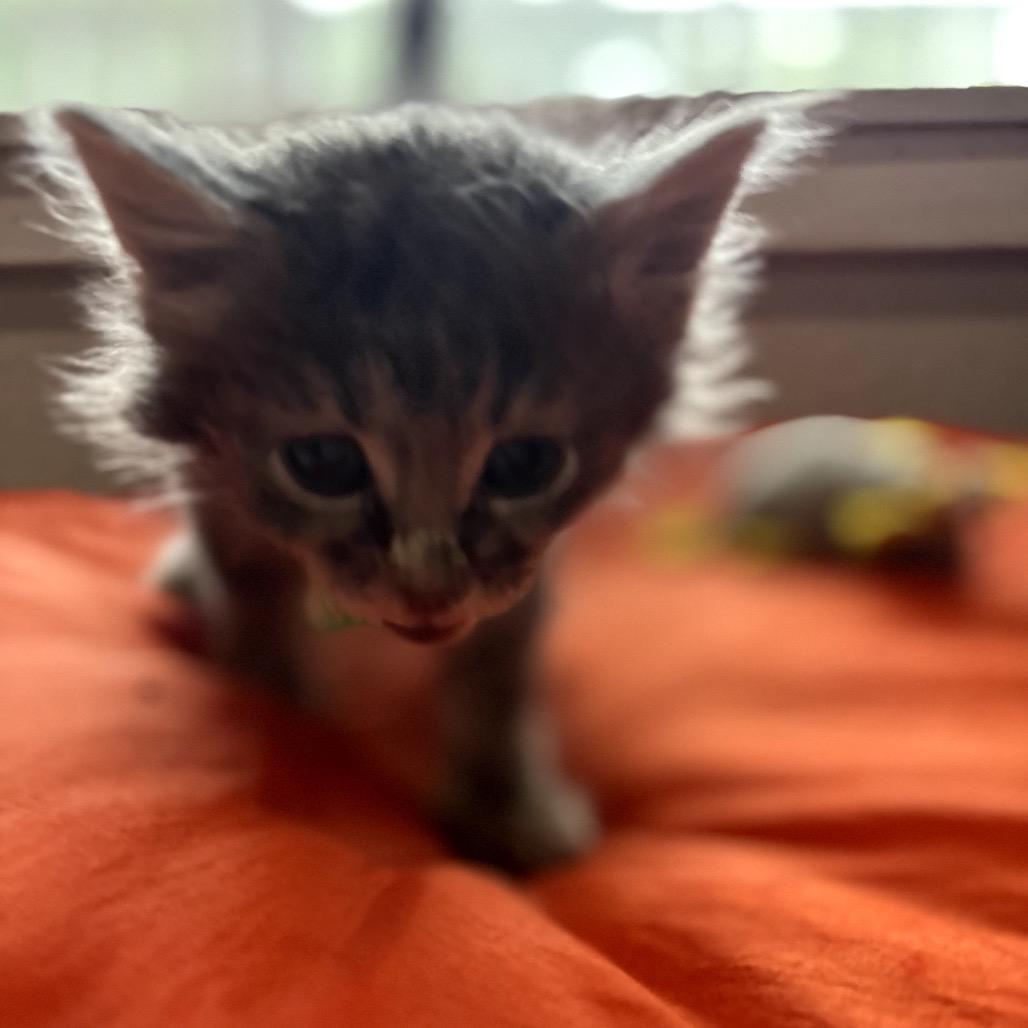 Majora, Adoptable, Kitten Male Domestic Long Hair.