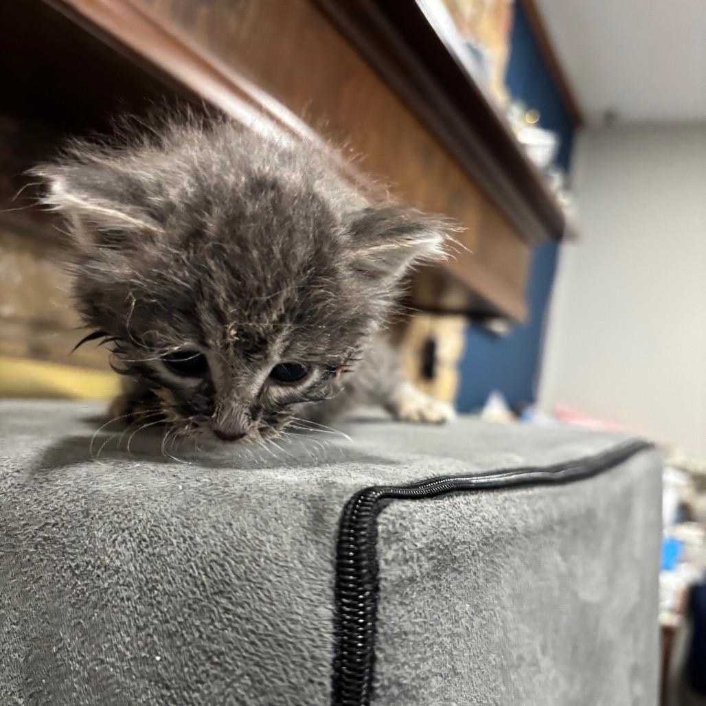 Majora, Adoptable, Kitten Male Domestic Long Hair.