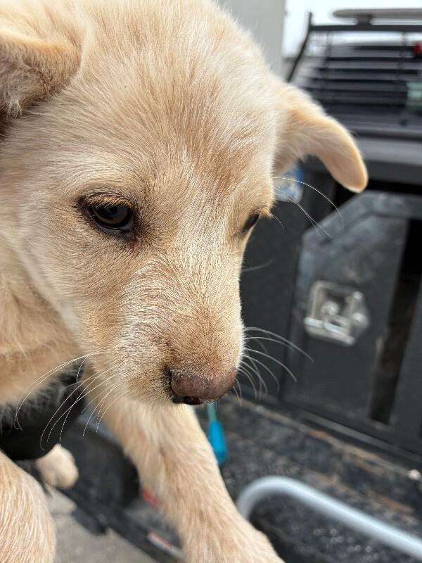 Enlarge Sirus, a Adoptable Cattle Dog in Hobbs, NM image 1/3
