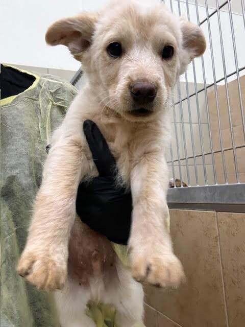 Enlarge Sirus, a Adoptable Cattle Dog in Hobbs, NM image 2/3