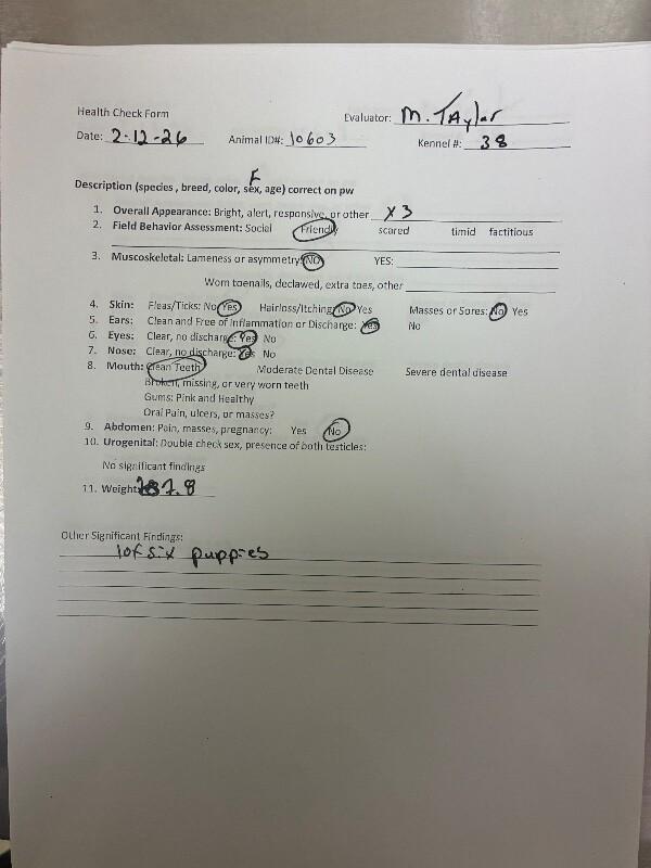 Enlarge Sirus, a Adoptable Cattle Dog in Hobbs, NM image 3/3