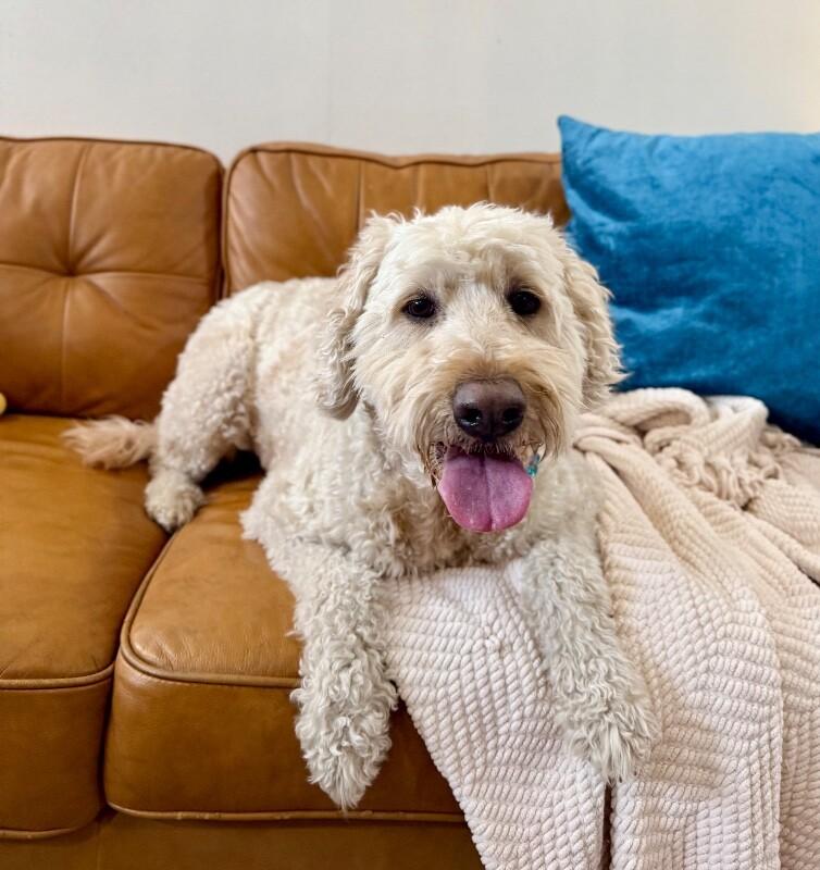 Luca Doodles The Fluffy Best Friend — thumbnail 4