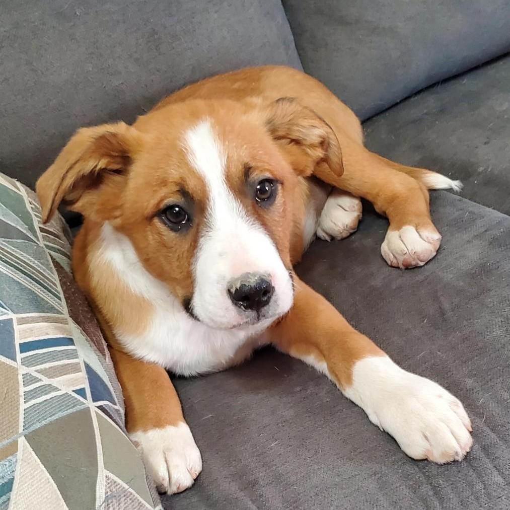 Enlarge Cody, an adopted mixed breed in Albany, NY image 2/2