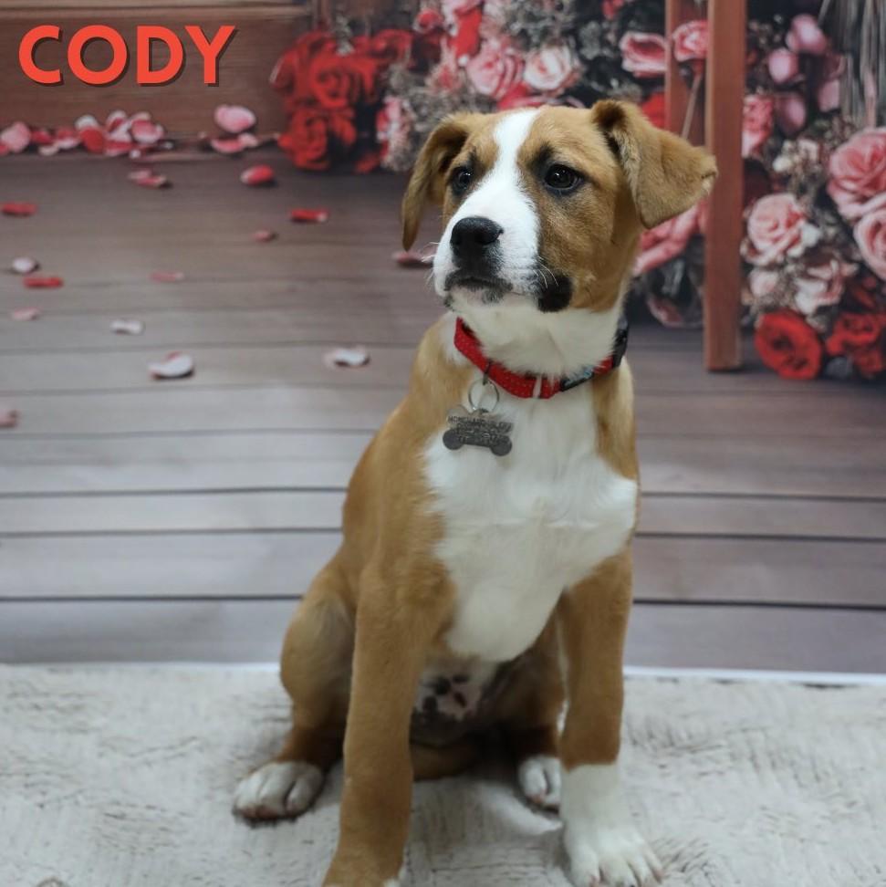 Enlarge Cody, an adopted mixed breed in Albany, NY image 1/2