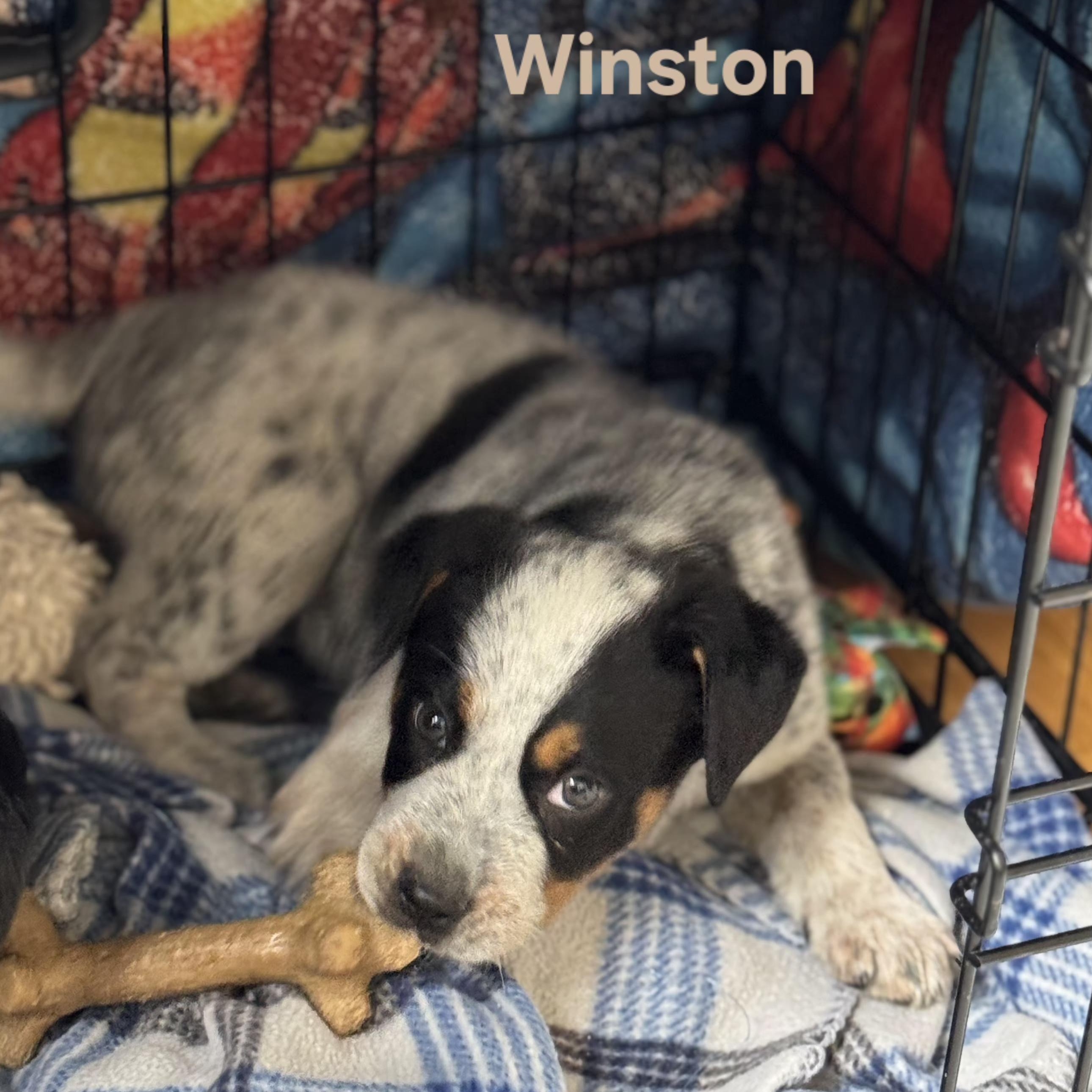 Enlarge Winston , a ADOPTABLE mixed breed in Lexington, KY image 2/6