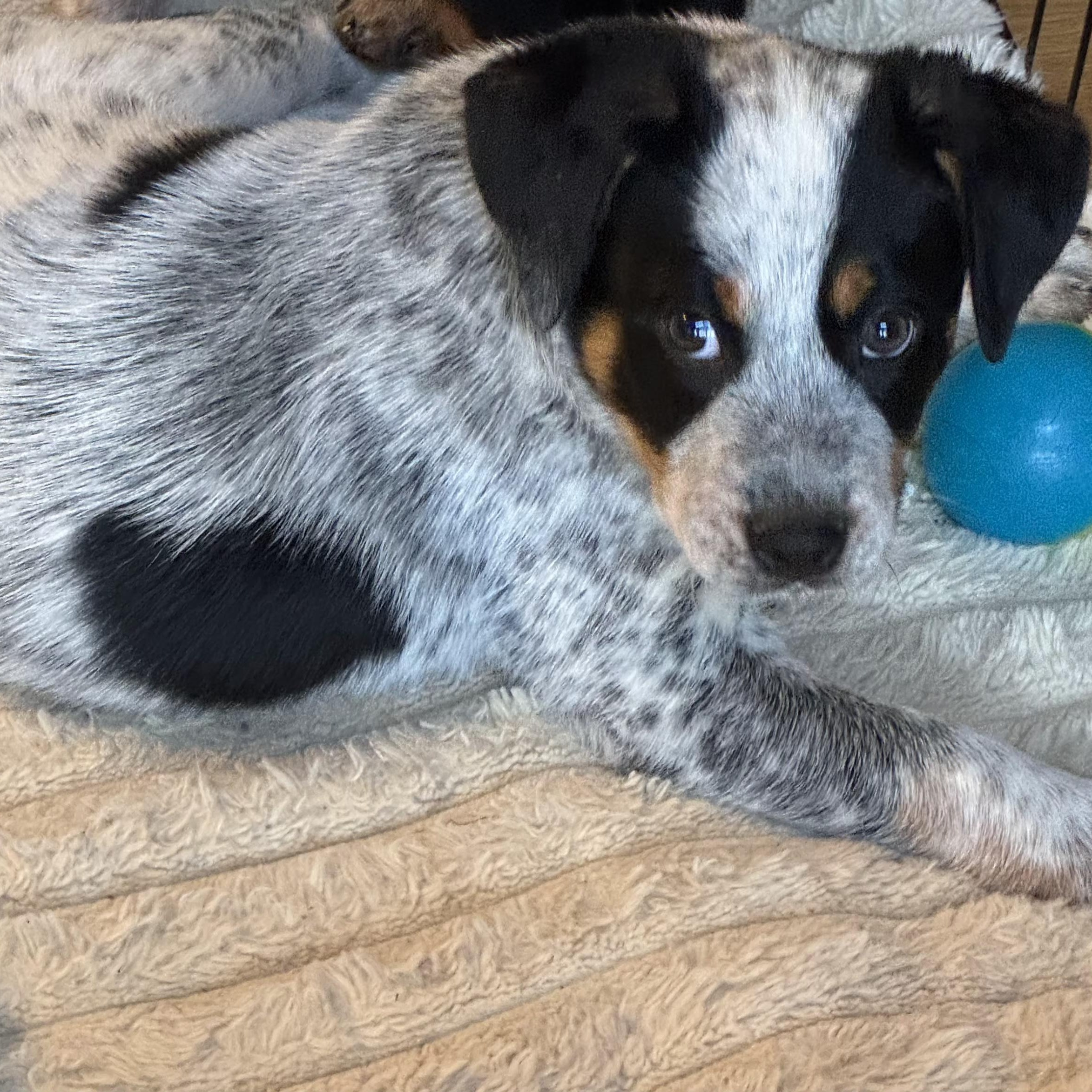 Enlarge Winston , a ADOPTABLE mixed breed in Lexington, KY image 3/6