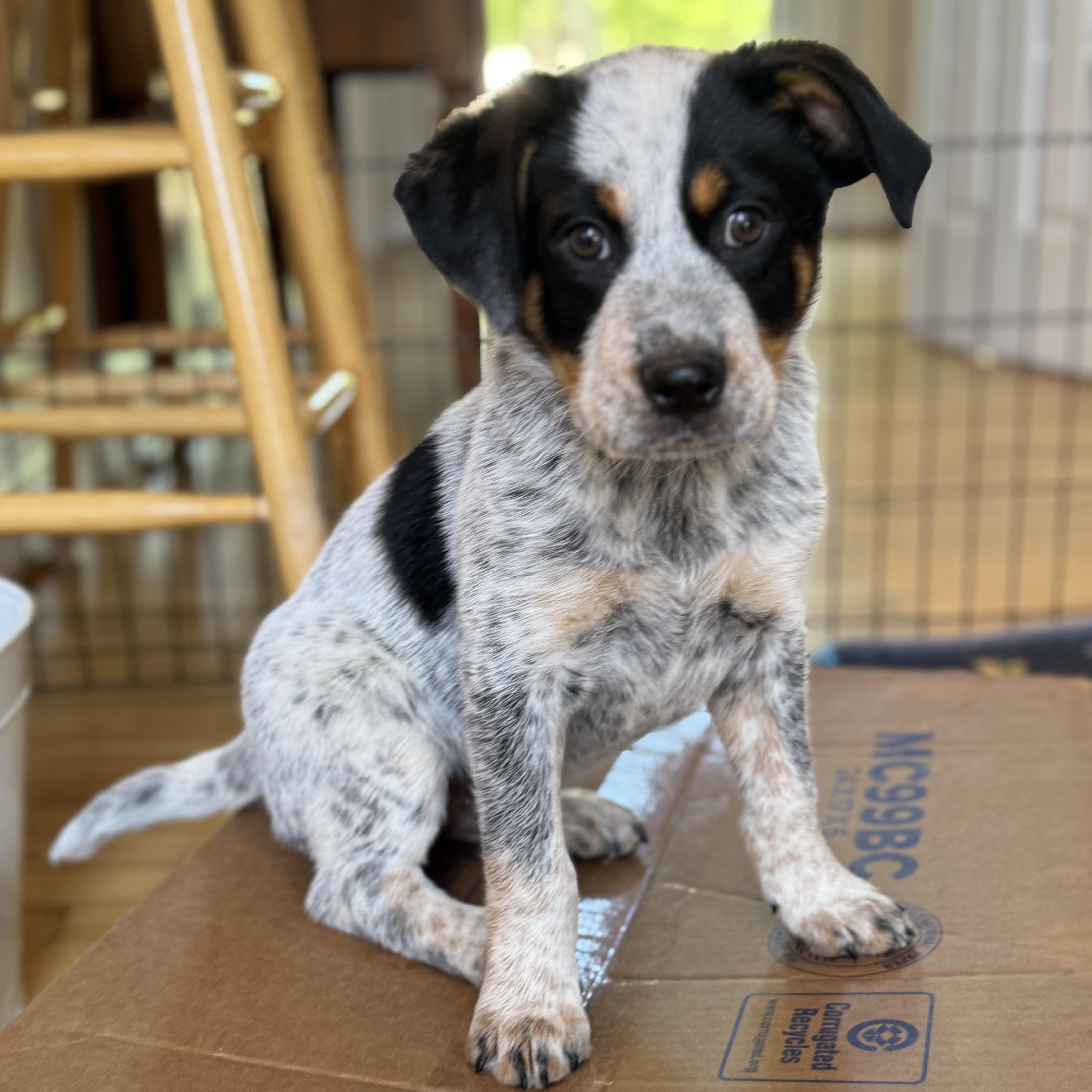 Enlarge Winston , a ADOPTABLE mixed breed in Lexington, KY image 1/6