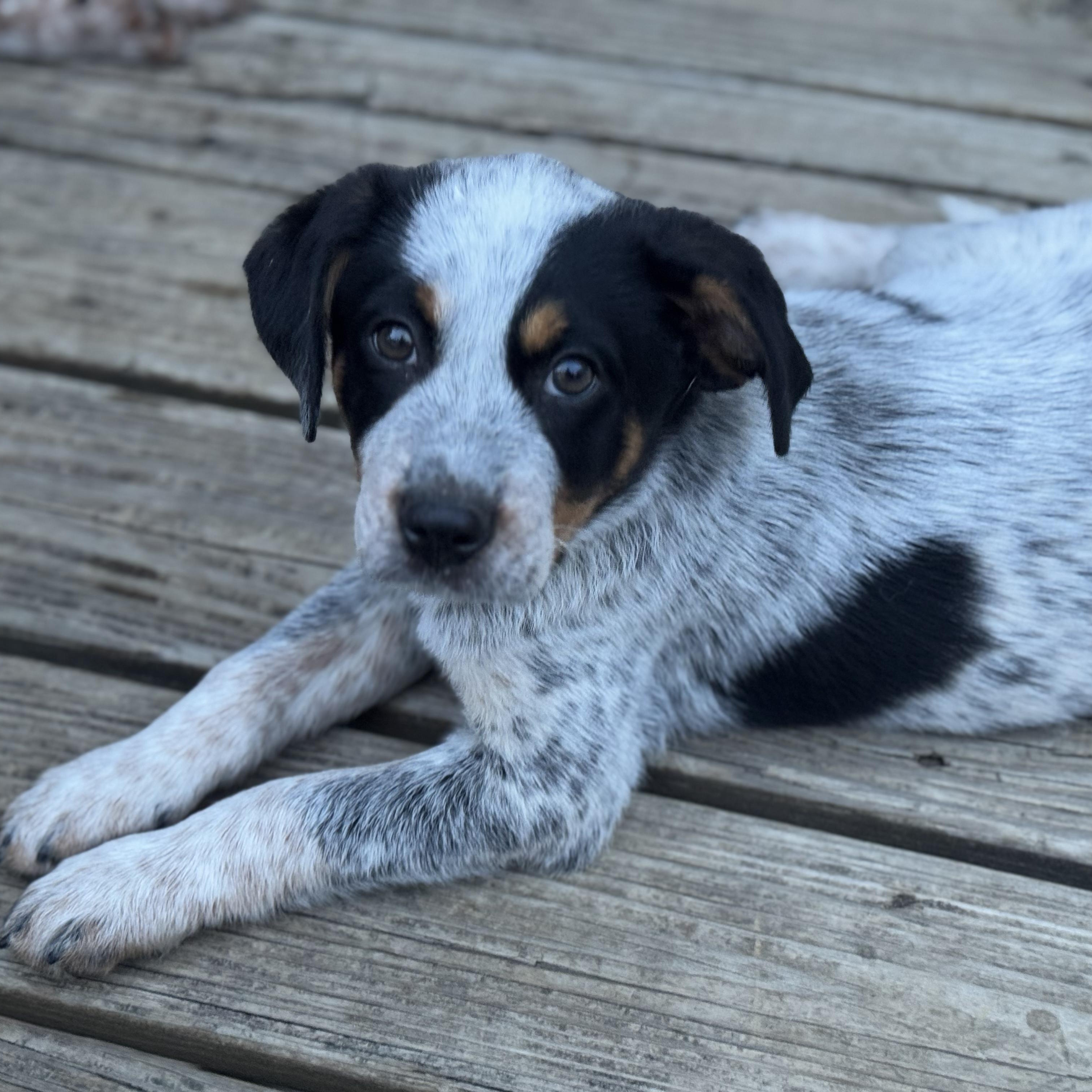 Enlarge Winston , a ADOPTABLE mixed breed in Lexington, KY image 4/6