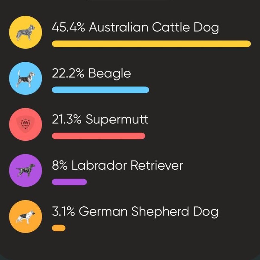 Enlarge Winston , a ADOPTABLE mixed breed in Lexington, KY image 6/6