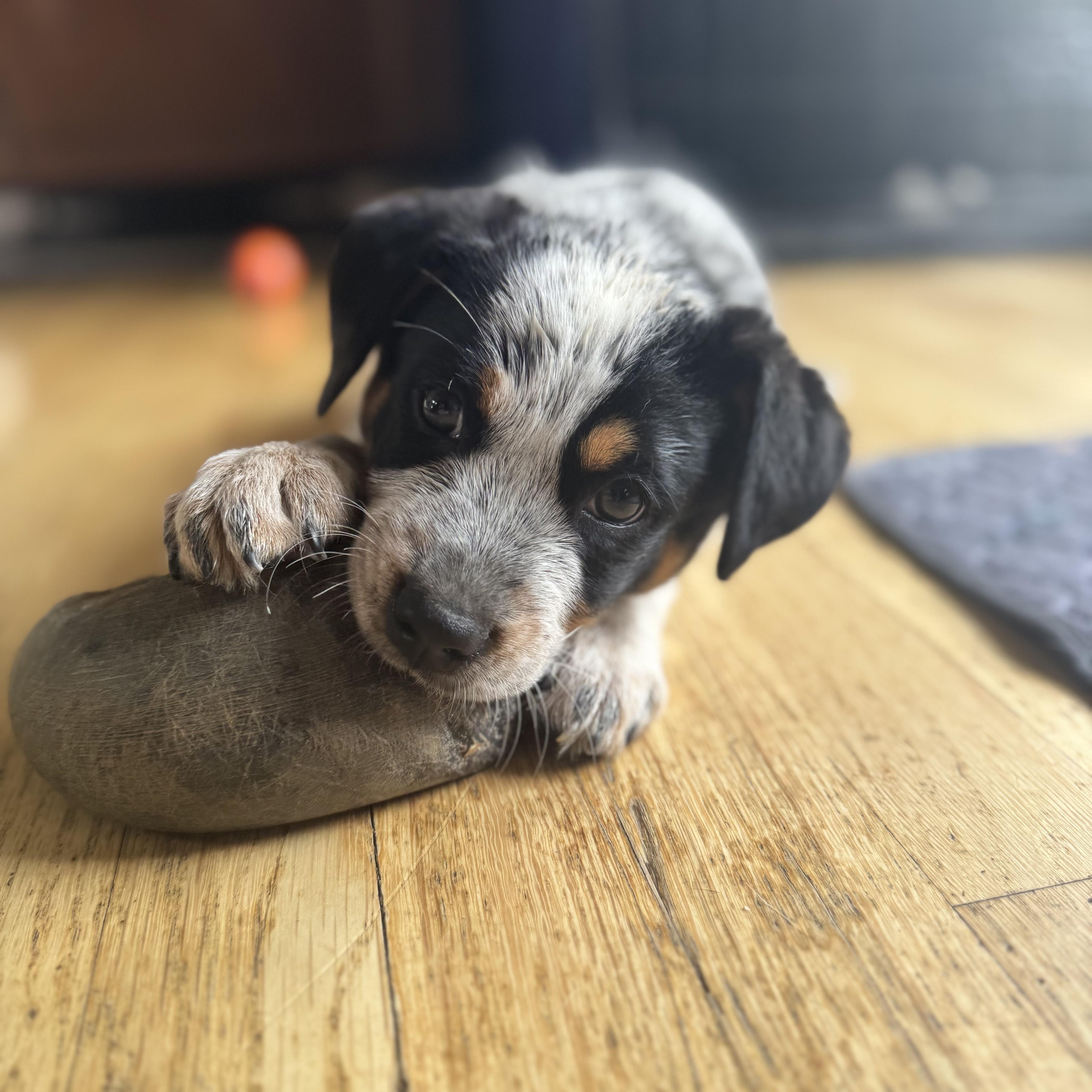 Enlarge Winston , a ADOPTABLE mixed breed in Lexington, KY image 5/6