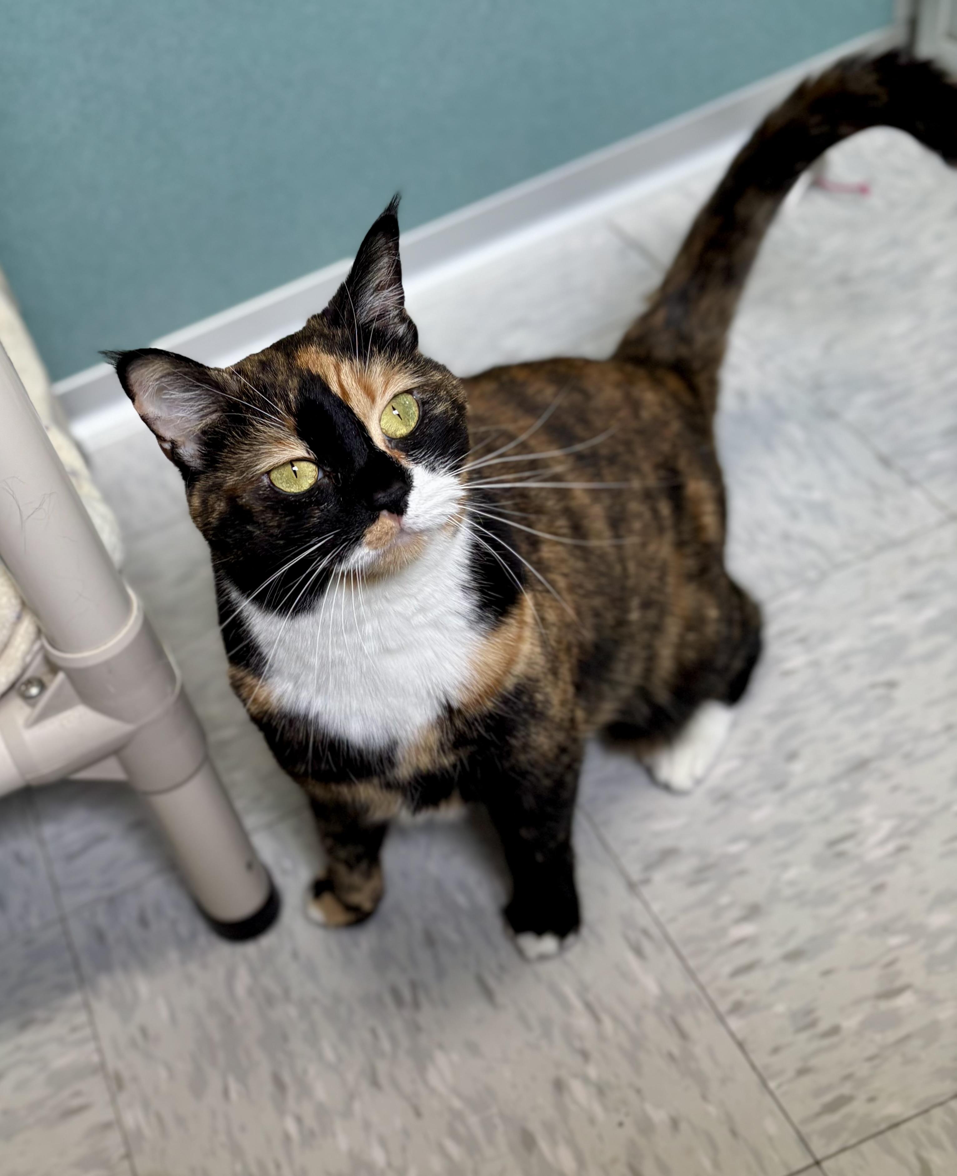 Enlarge Cali, a ADOPTABLE Domestic Short Hair in Bardstown, KY image 3/6