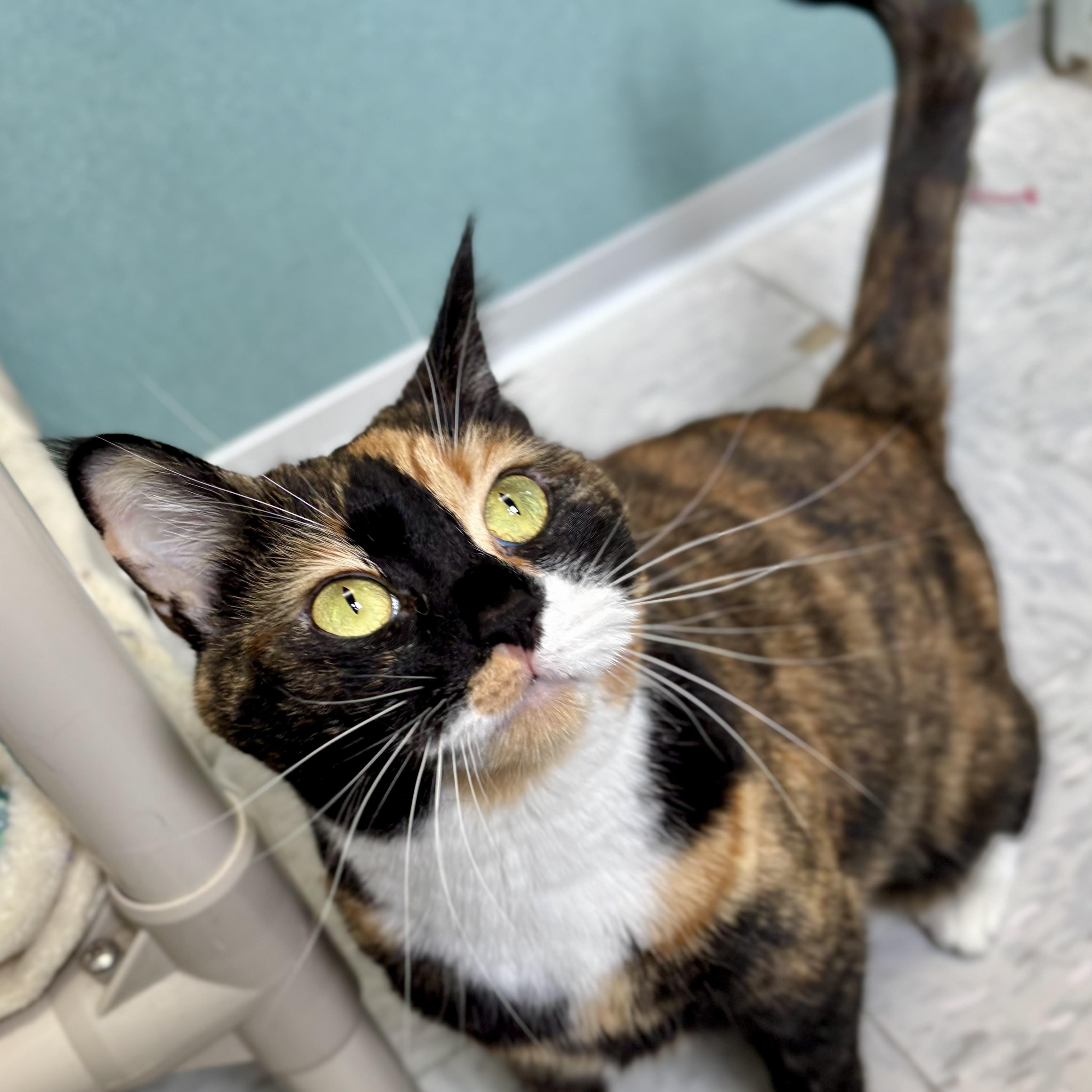 Cali, ADOPTABLE, Young Female Domestic Short Hair.