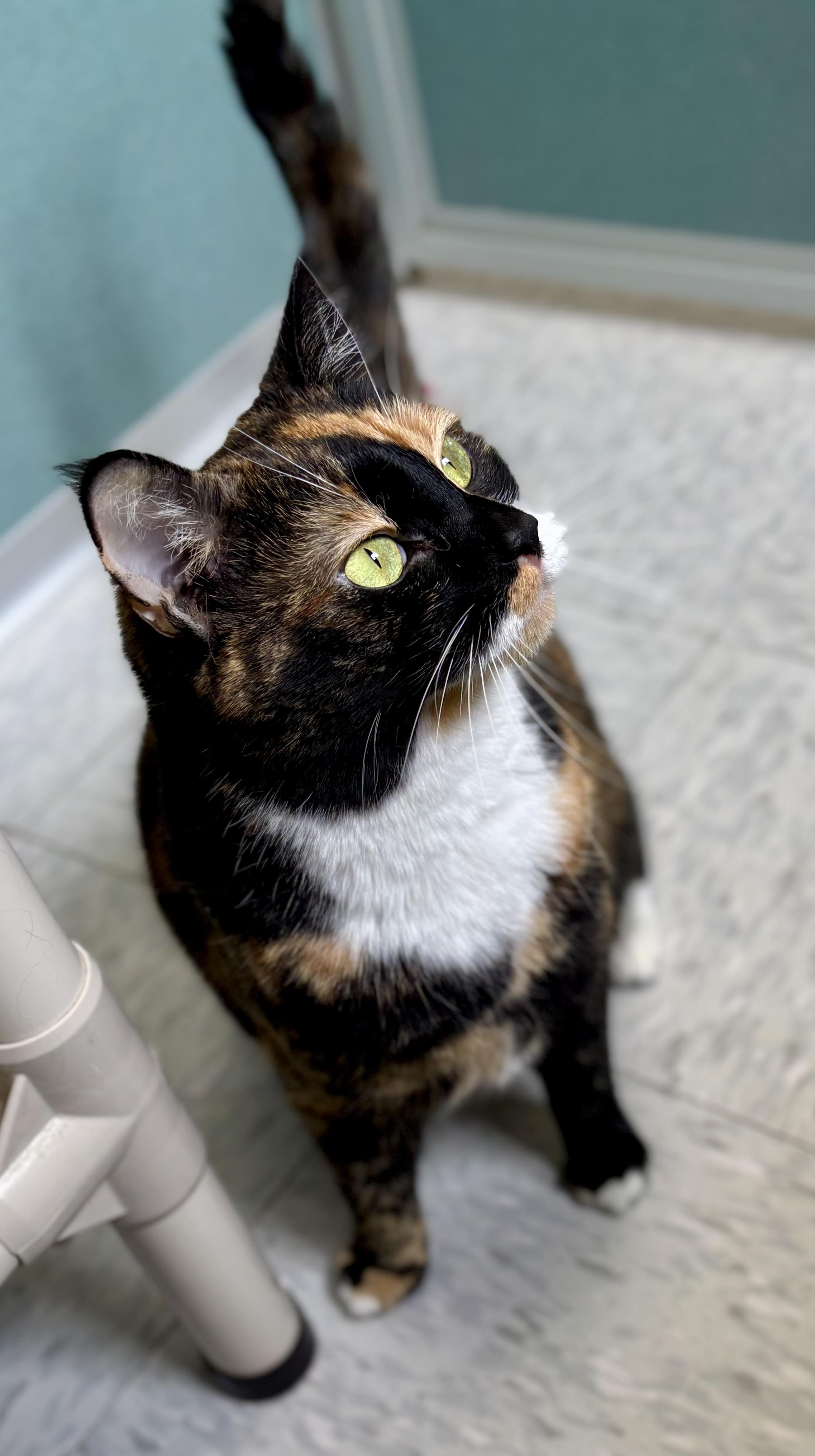 Enlarge Cali, a ADOPTABLE Domestic Short Hair in Bardstown, KY image 4/6