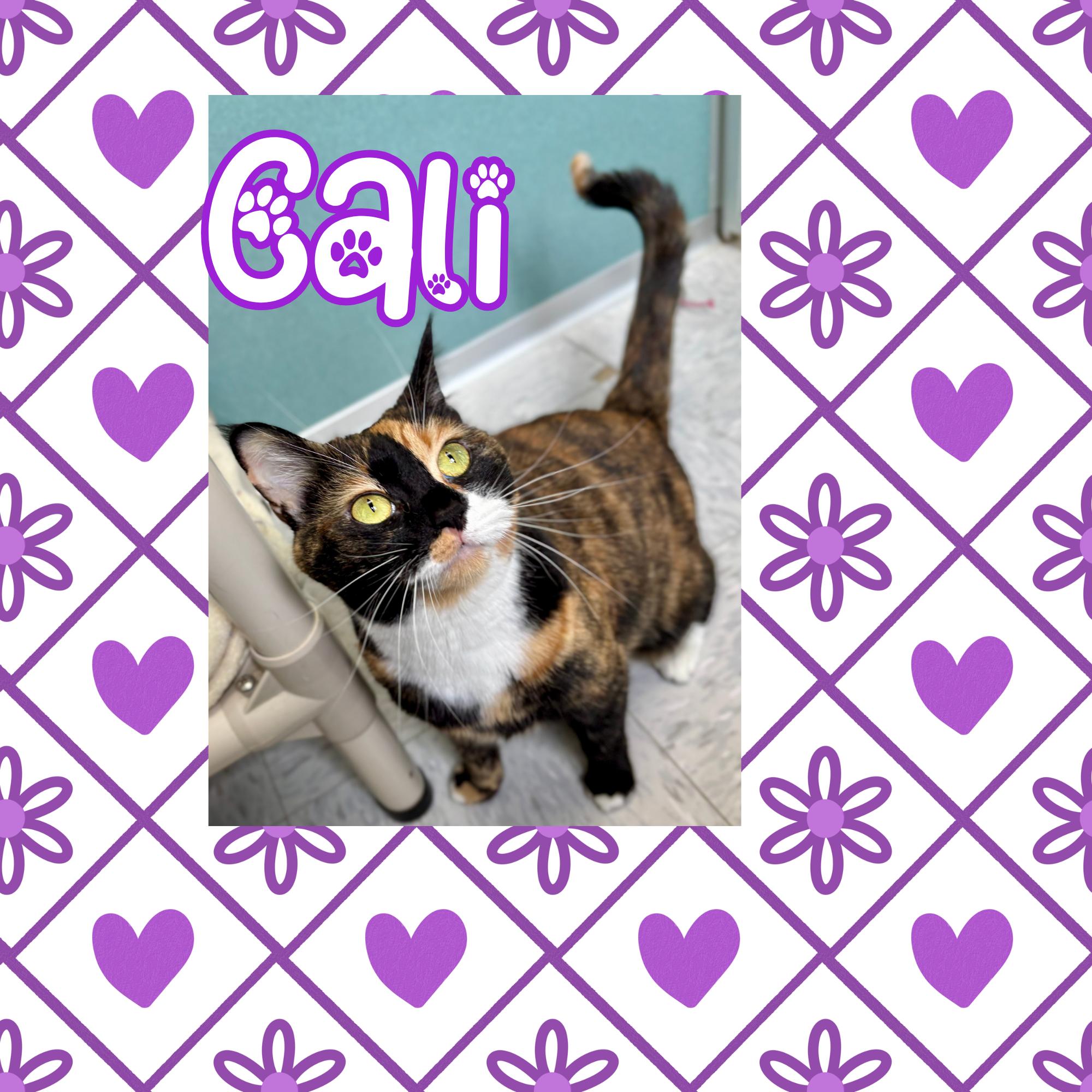 Enlarge Cali, a ADOPTABLE Domestic Short Hair in Bardstown, KY image 2/6