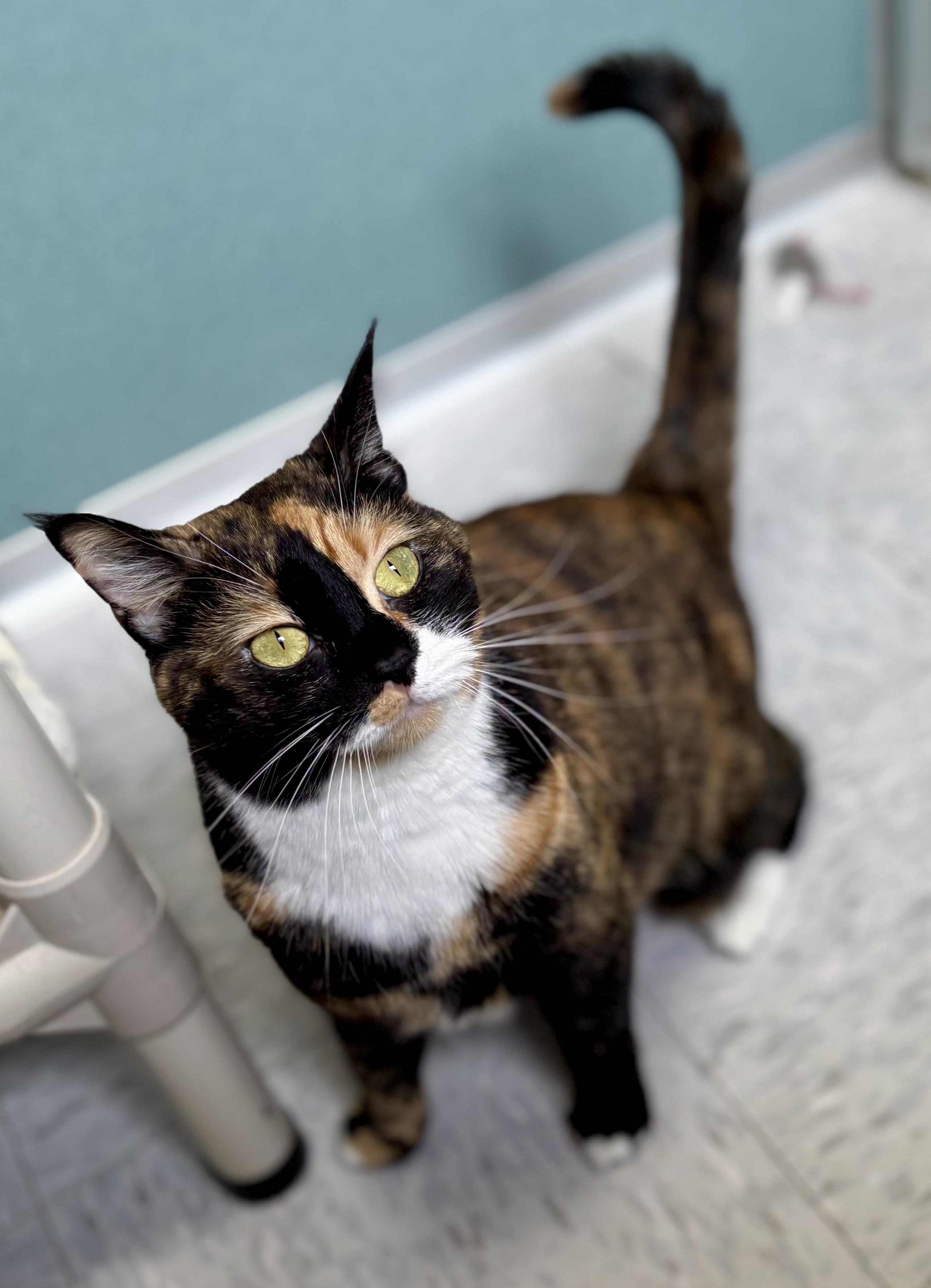 Enlarge Cali, a ADOPTABLE Domestic Short Hair in Bardstown, KY image 6/6