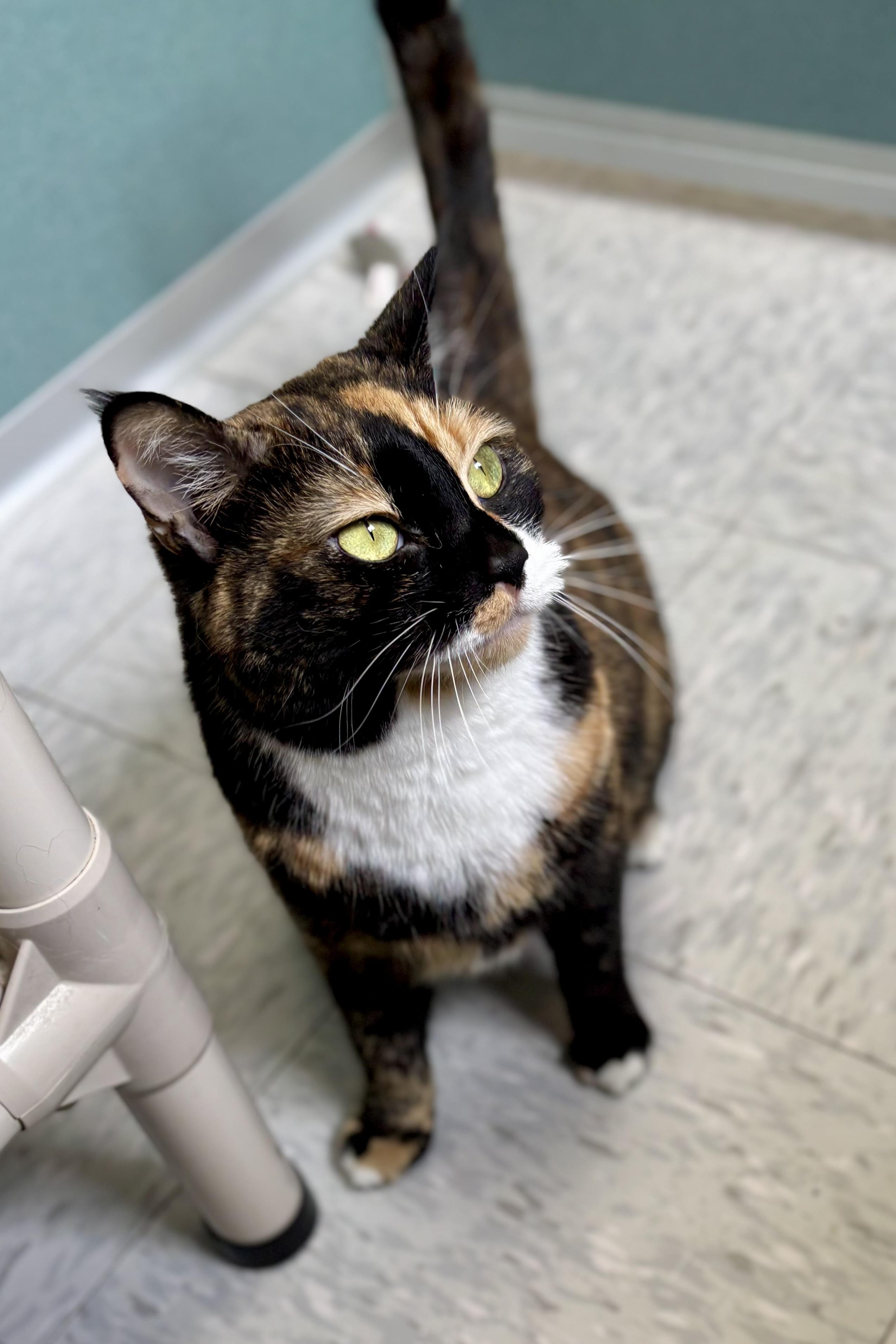 Enlarge Cali, a ADOPTABLE Domestic Short Hair in Bardstown, KY image 5/6