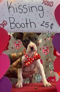 Enlarge Maxwell, an adopted Chihuahua in Bucyrus, OH image 2/3