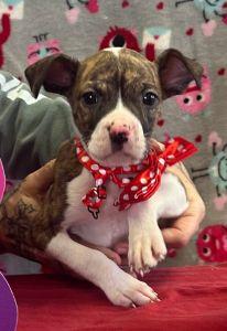 Enlarge Maxwell, an adopted Chihuahua in Bucyrus, OH image 3/3