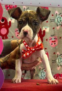 Enlarge Maxwell, an adopted Chihuahua in Bucyrus, OH image 1/3