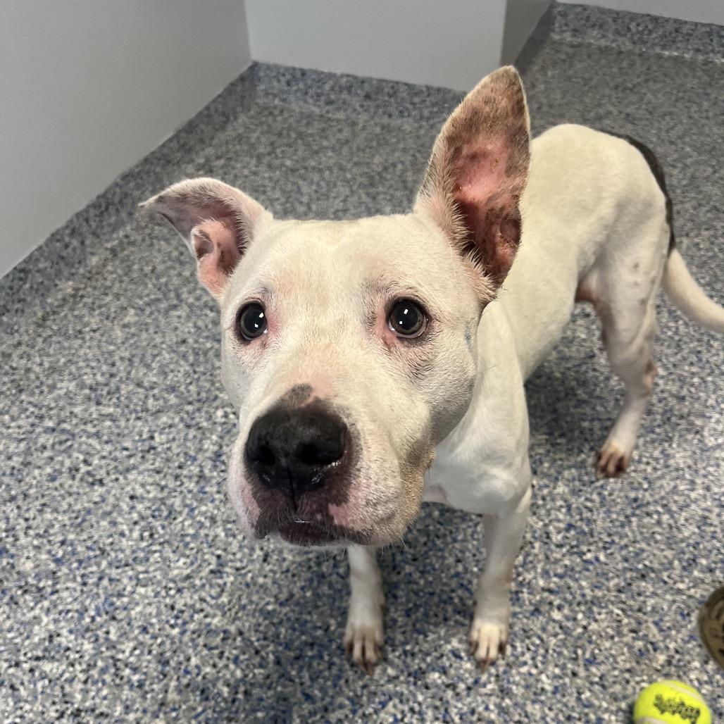 Enlarge Snow, a Adoptable American Staffordshire Terrier in Greenville, SC image 1/5