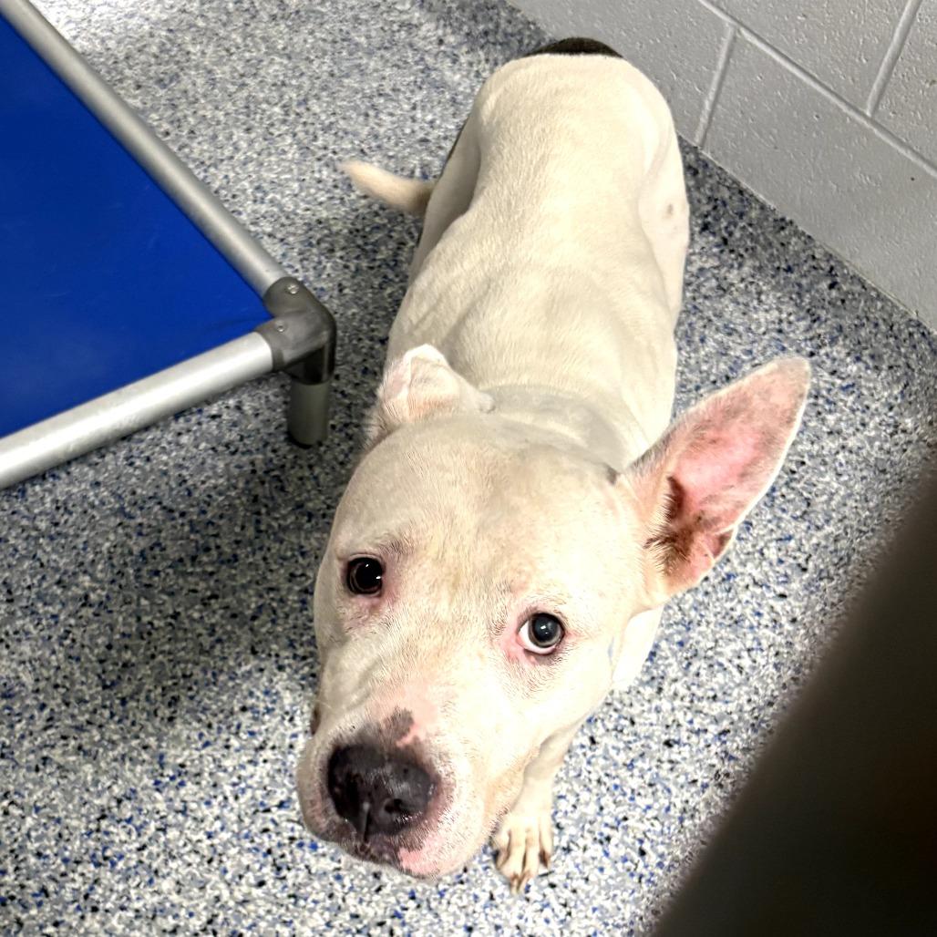 Enlarge Snow, a Adoptable American Staffordshire Terrier in Greenville, SC image 2/5