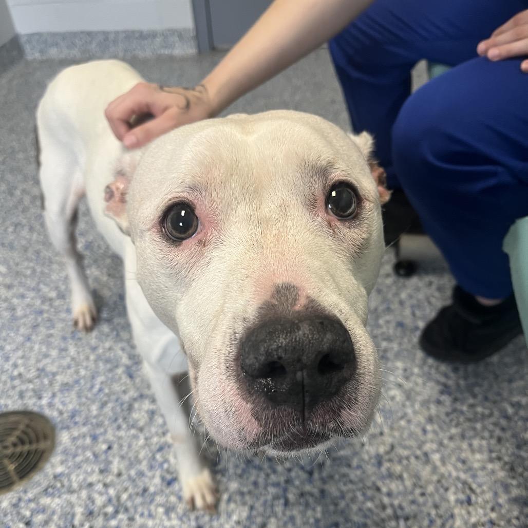Enlarge Snow, a Adoptable American Staffordshire Terrier in Greenville, SC image 3/5
