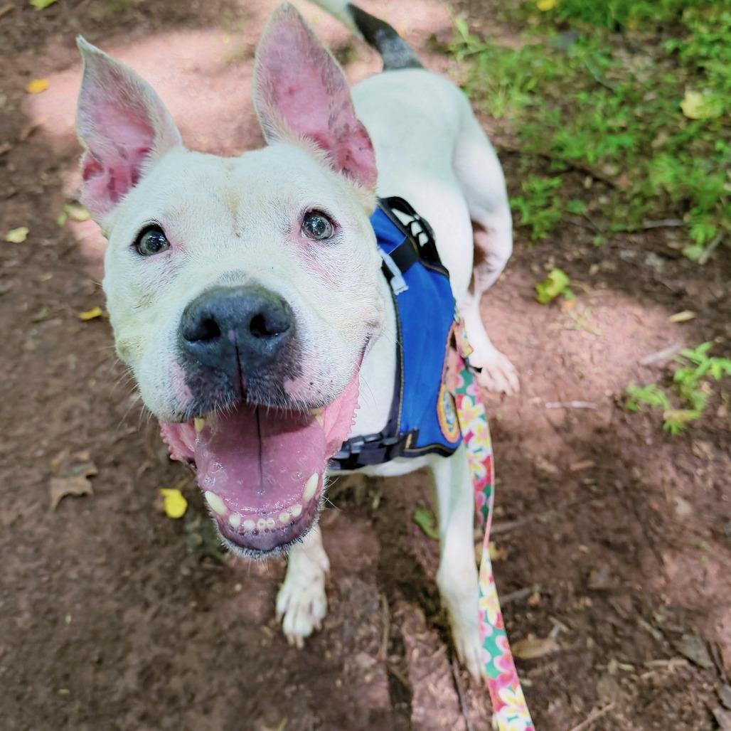 Enlarge Snow, a Adoptable American Staffordshire Terrier in Greenville, SC image 4/5
