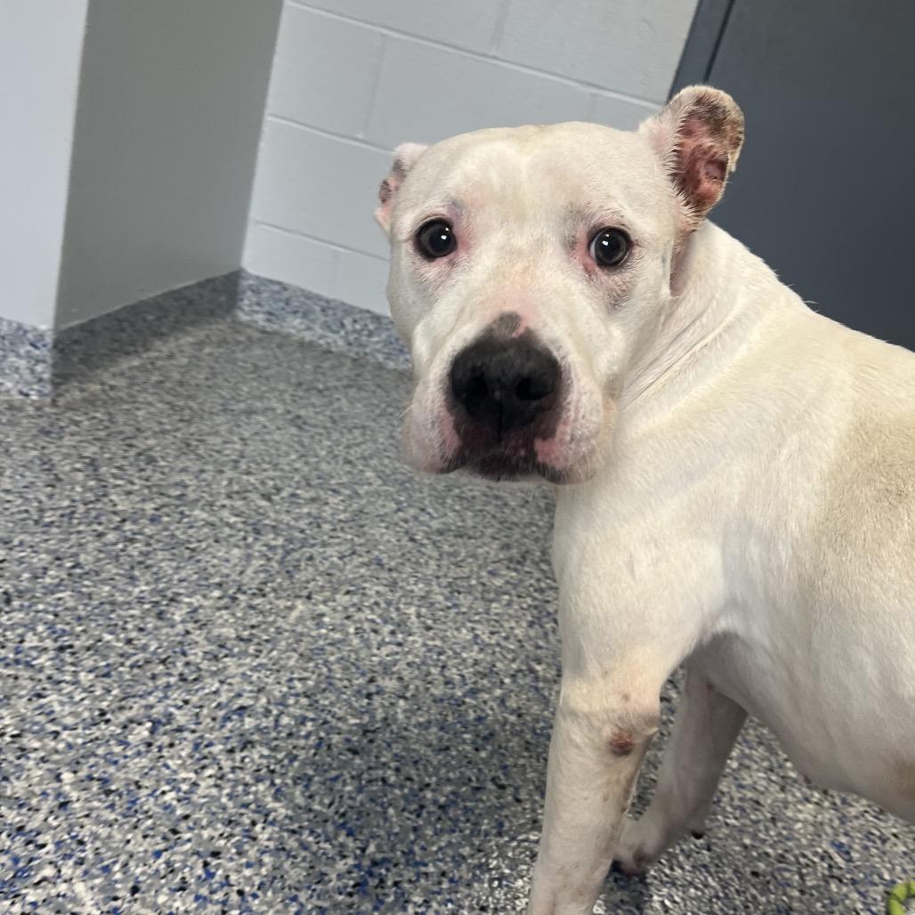 Enlarge Snow, a Adoptable American Staffordshire Terrier in Greenville, SC image 5/5